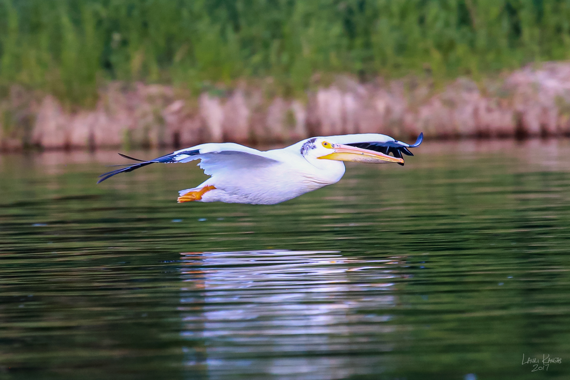 American White Pelican