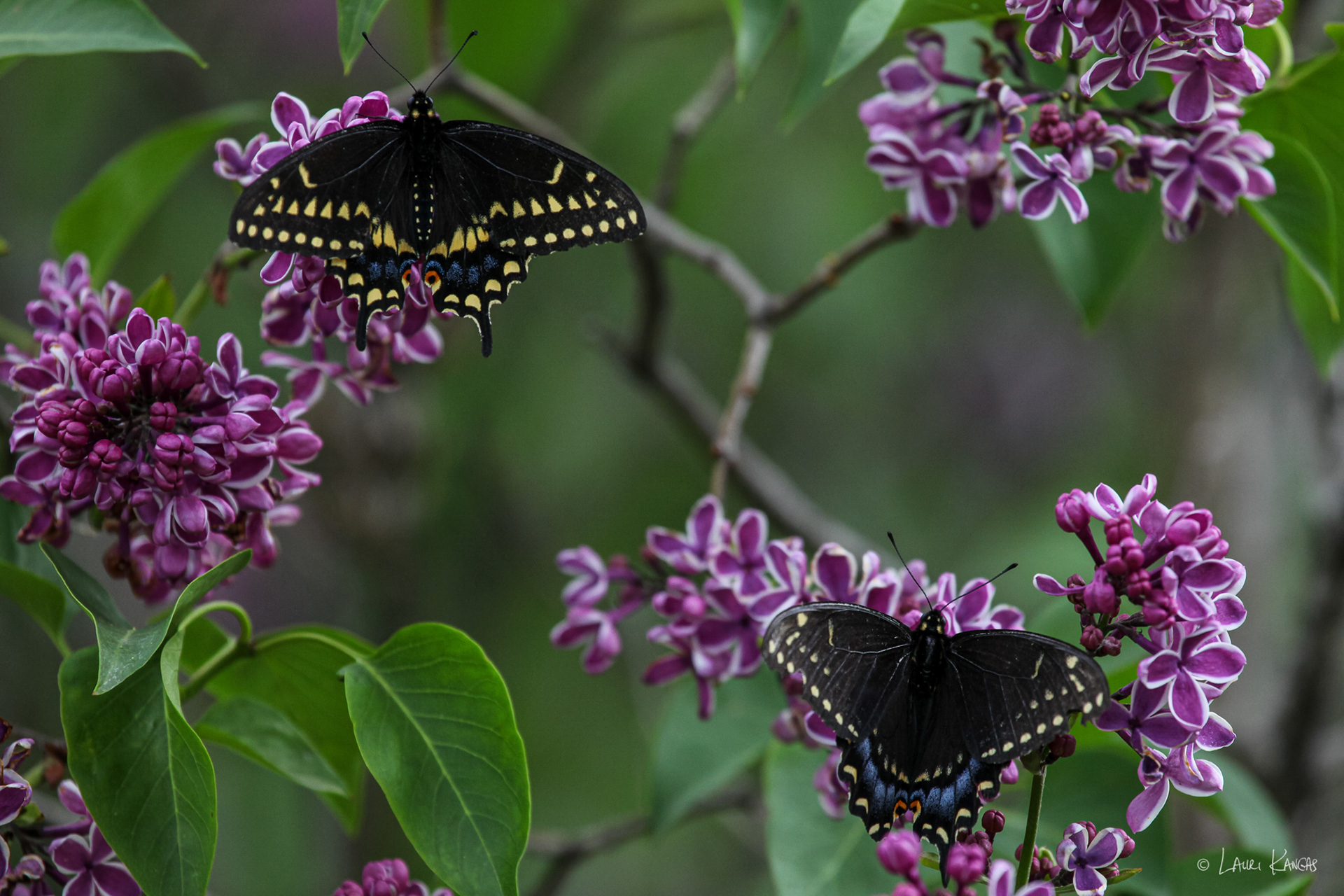Black Swallowtail Butterflies