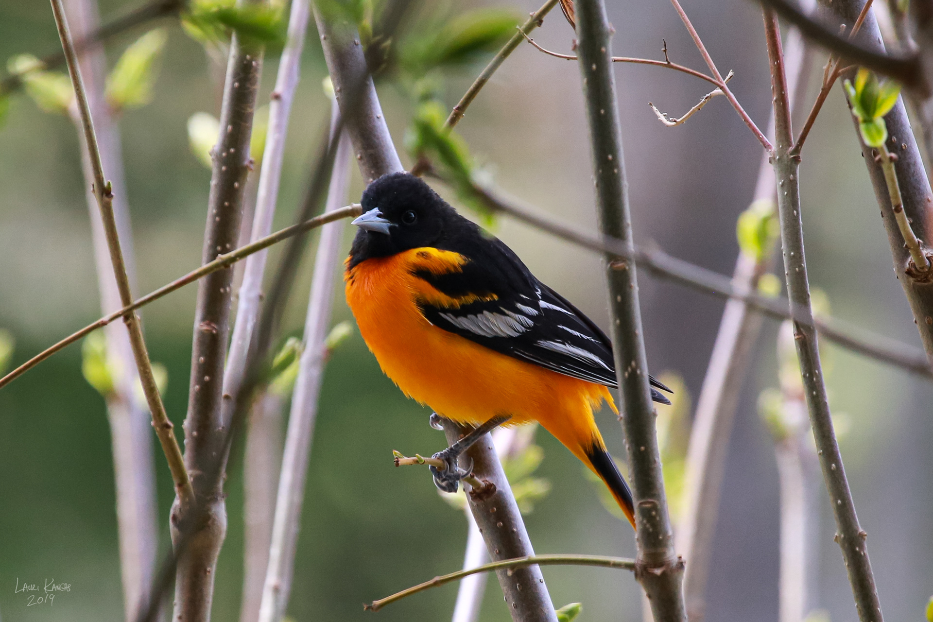 Baltimore Oriole