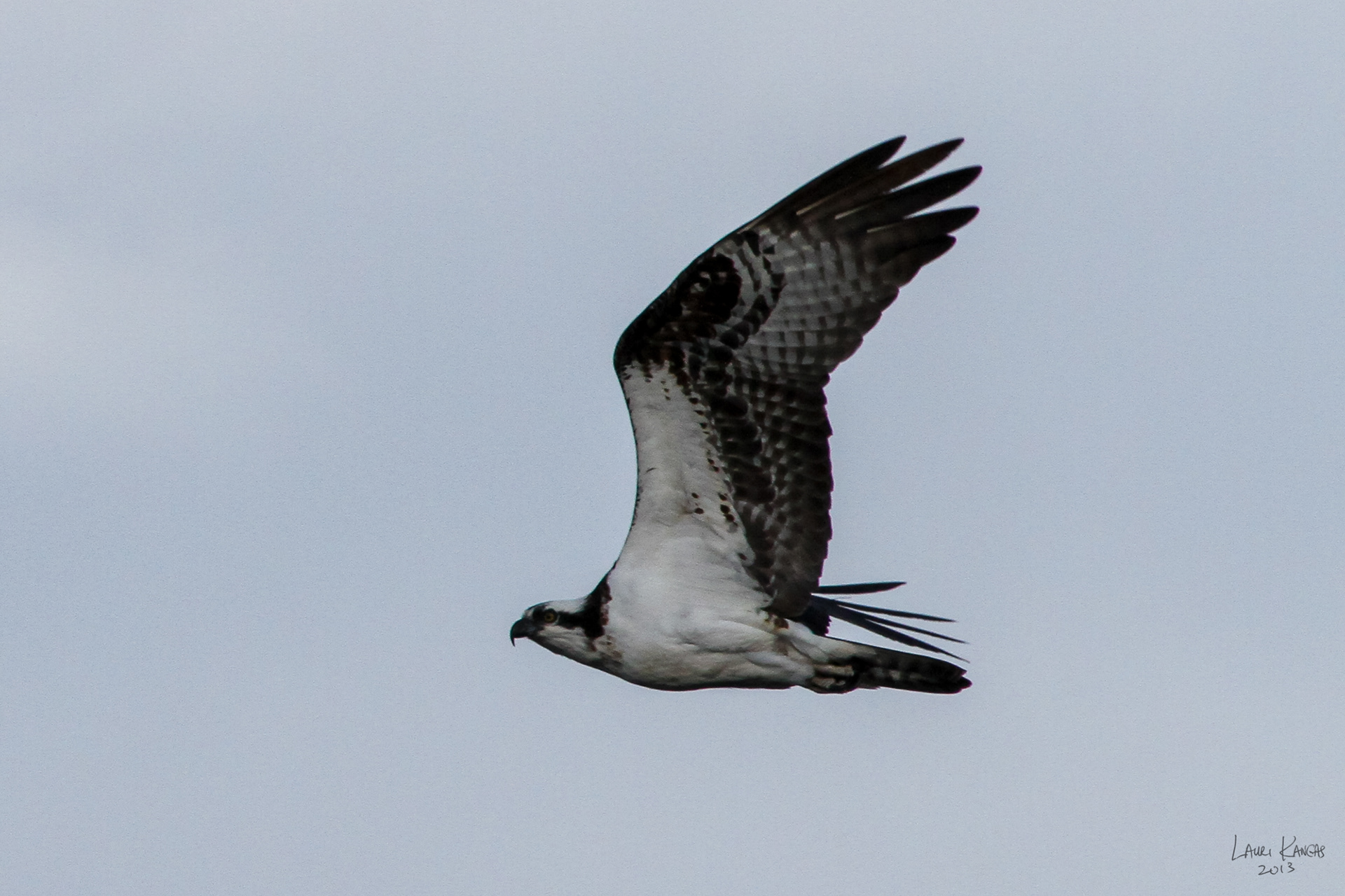 Osprey (aka The River Hawk)