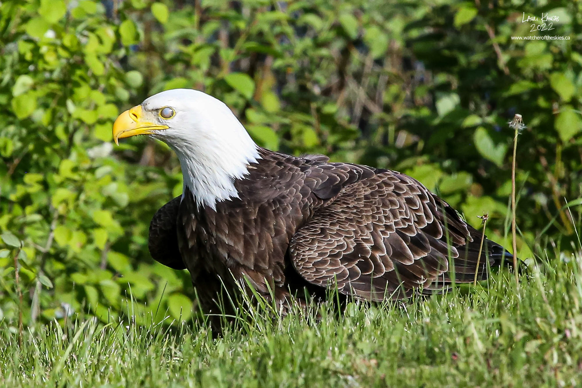 The nictitating membrane or third eyelid visible on mature Bald Eagle - June 10, 2022