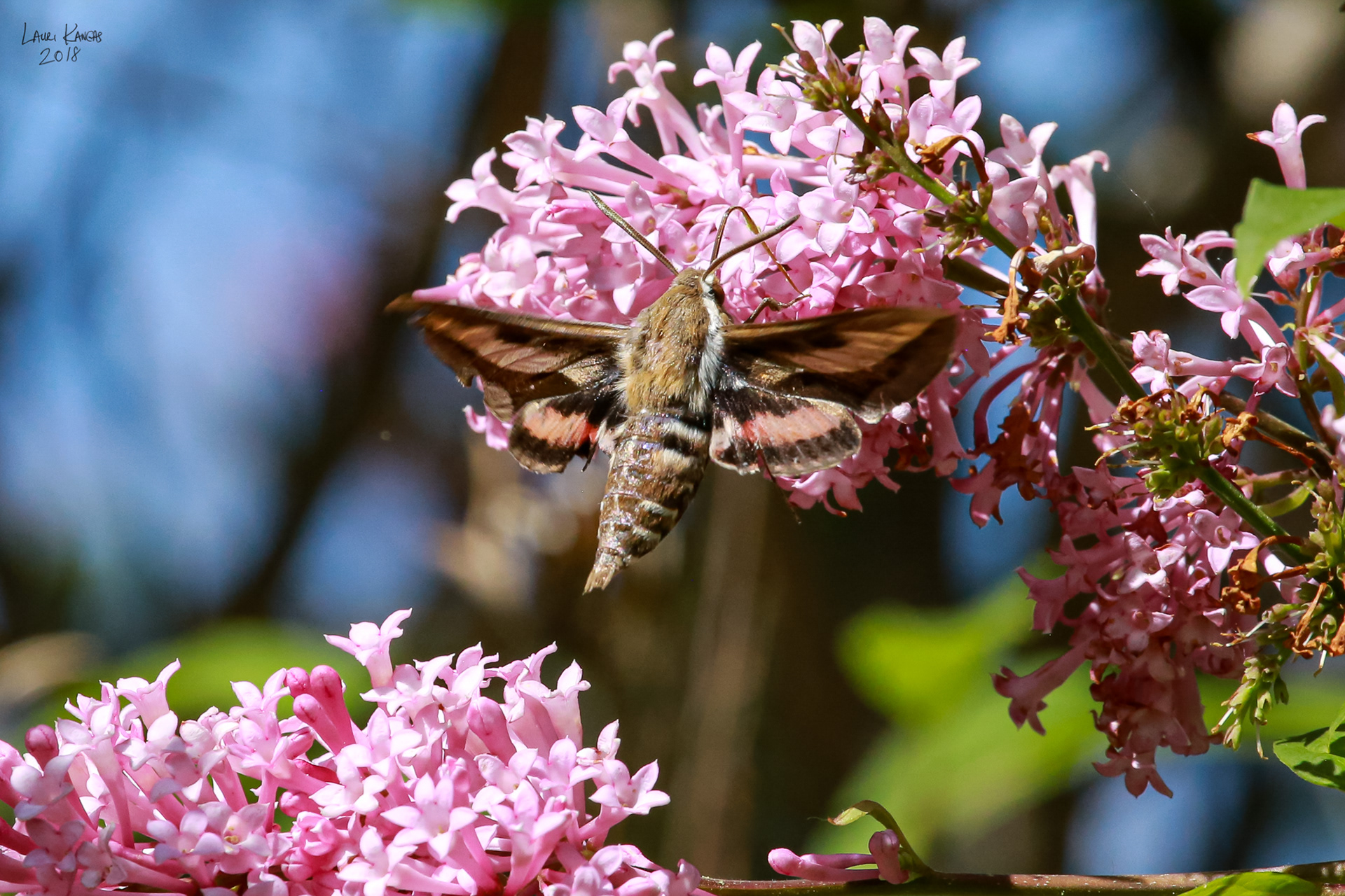Hummingbird Moth