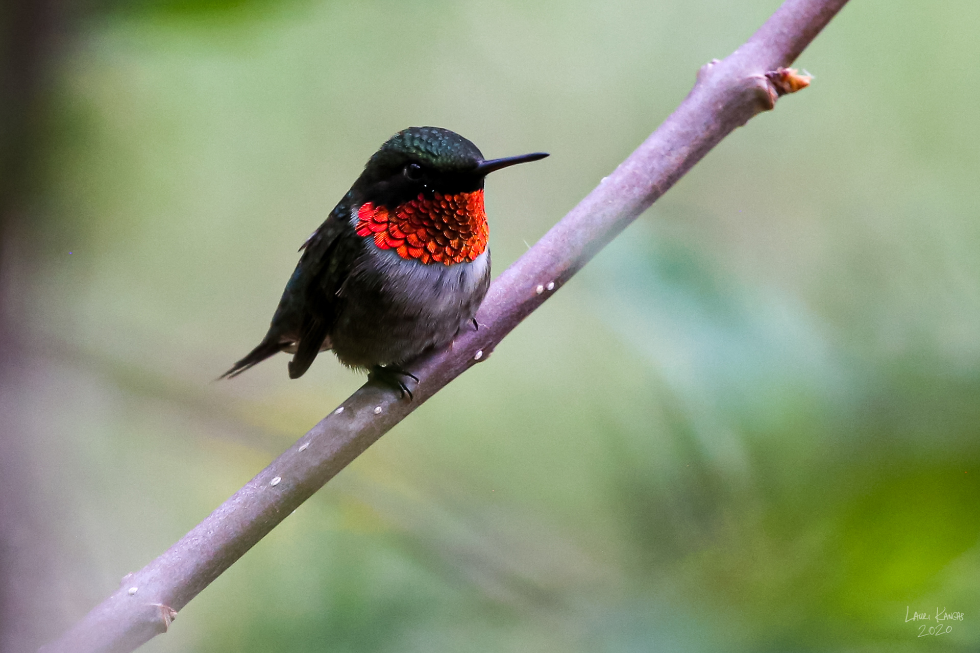 Male Ruby-Throated Hummingbird