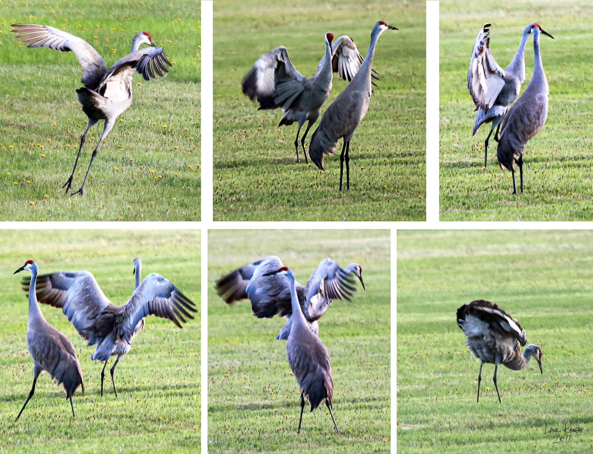 Sandhill Crane Mating Dance