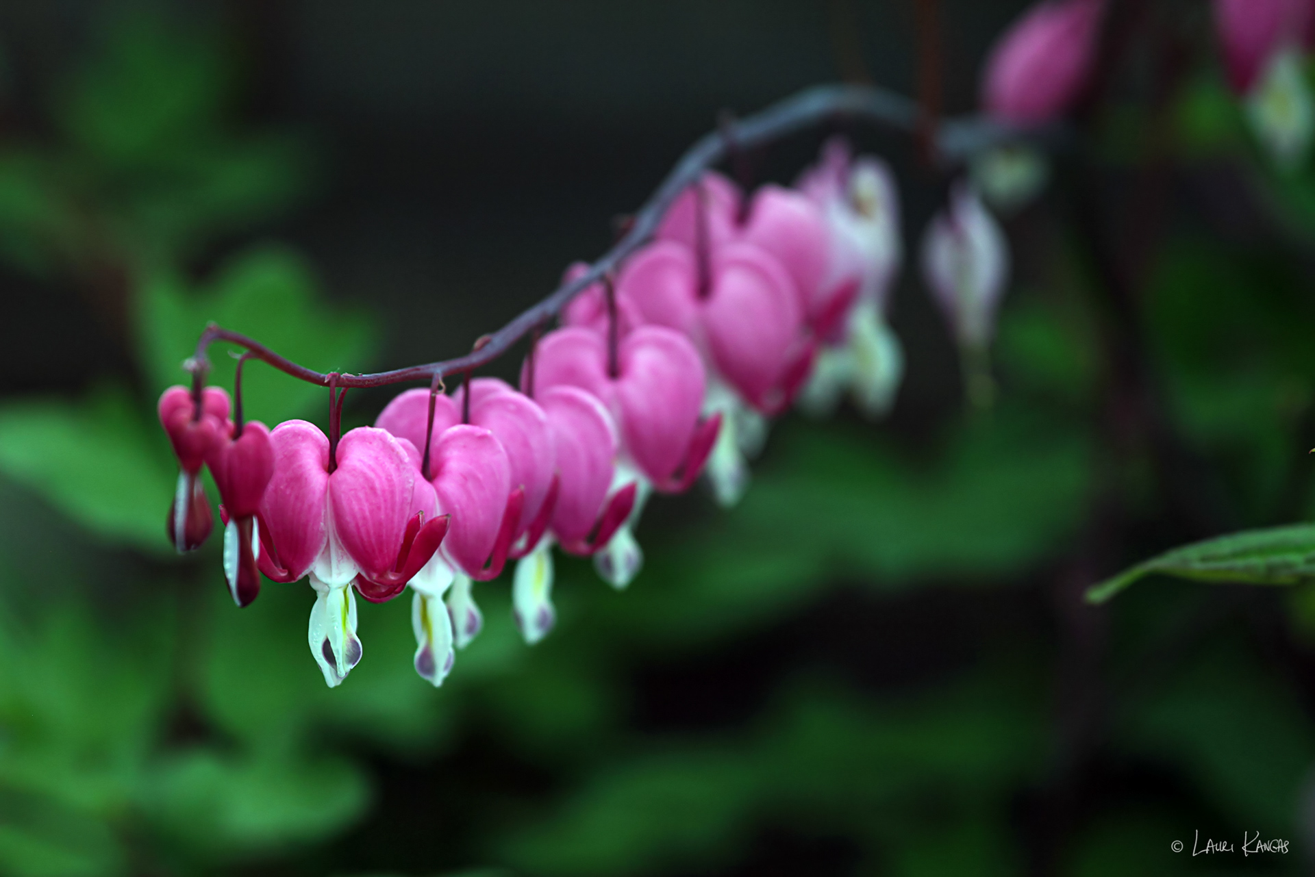 Bleeding Hearts