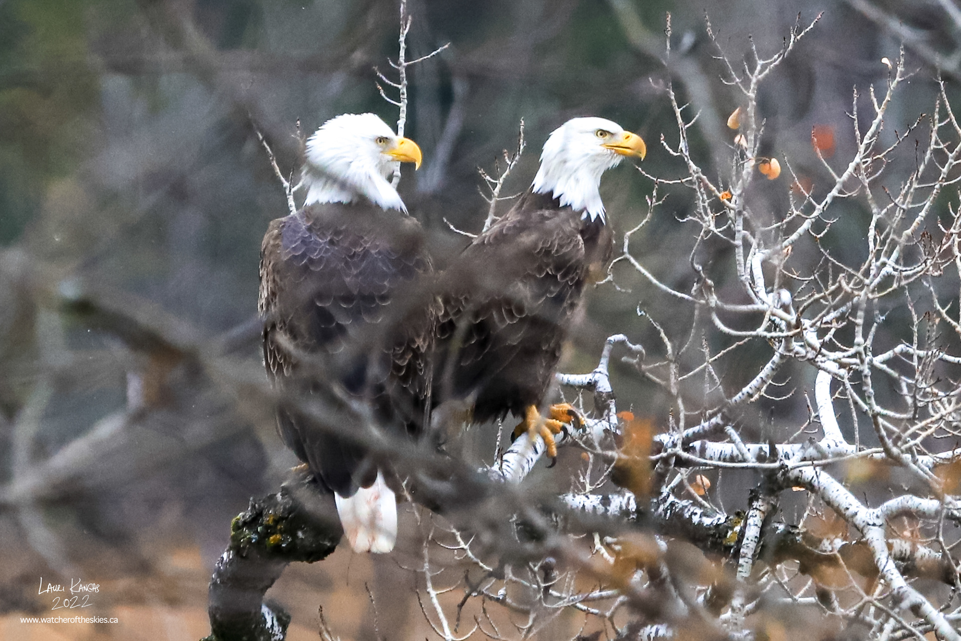 Mom and Dad Bald Eagles - November 6, 2022
