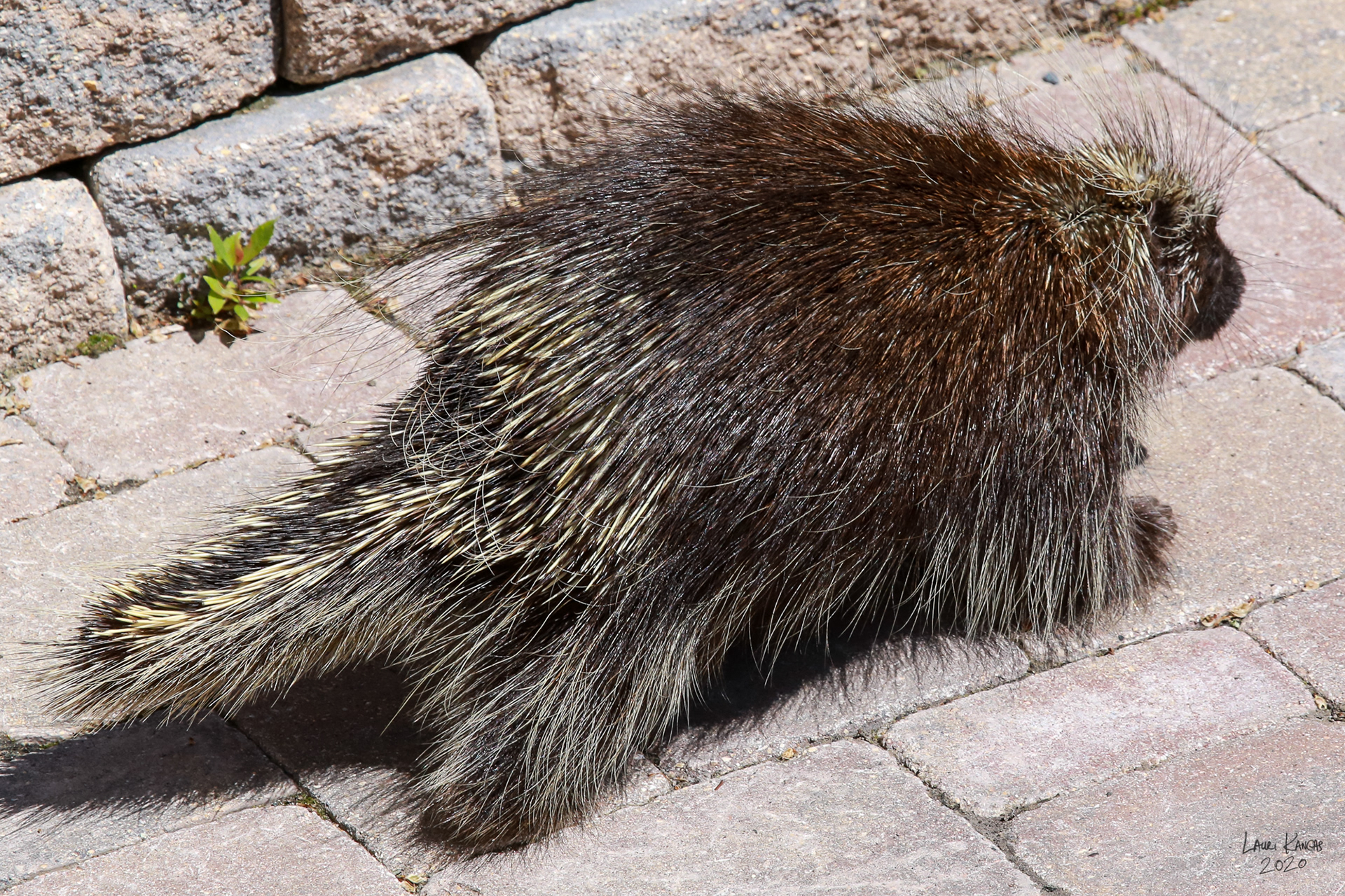 A Rare Porcupine Visitor