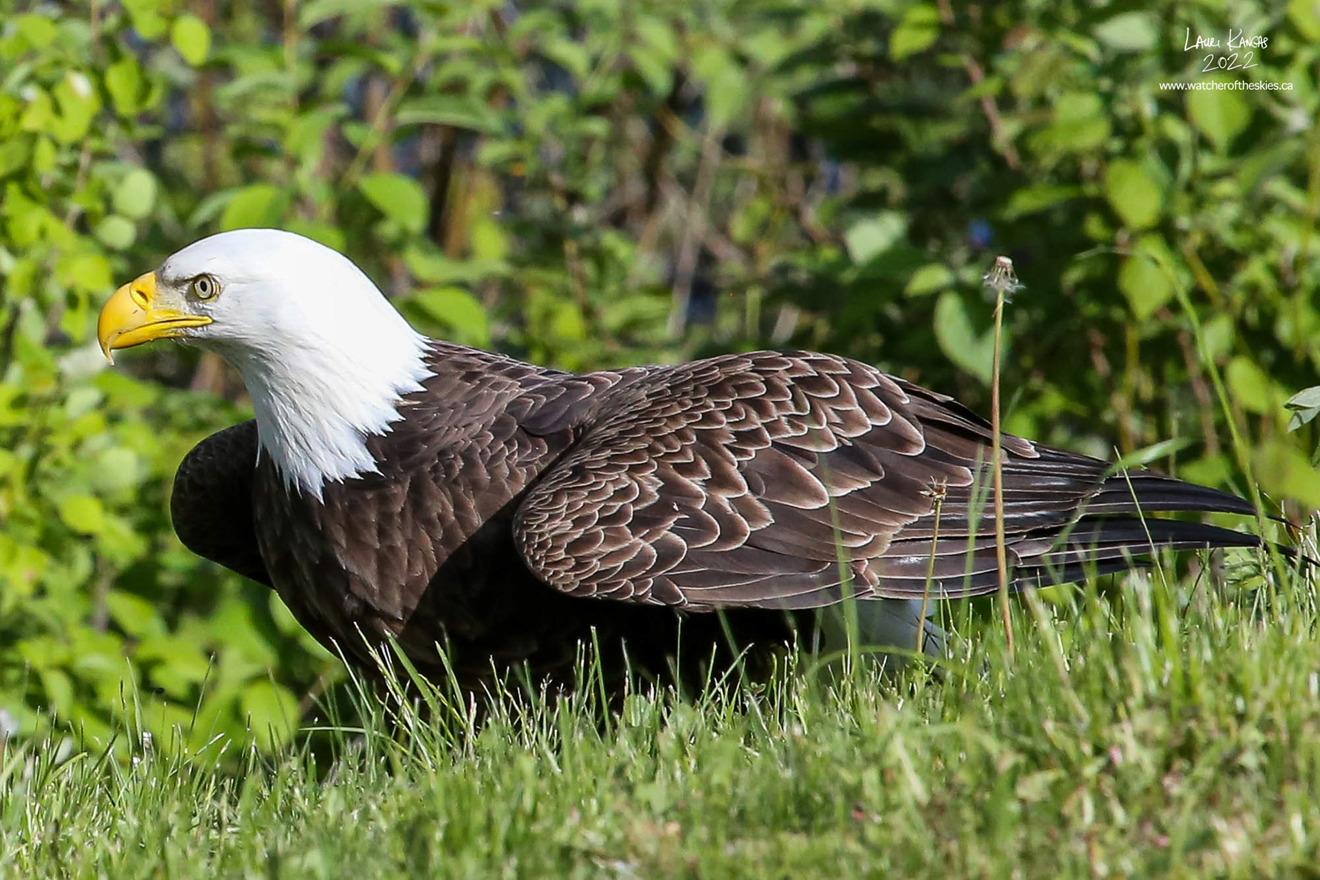 Mature Bald Eagle - June 10, 2022
