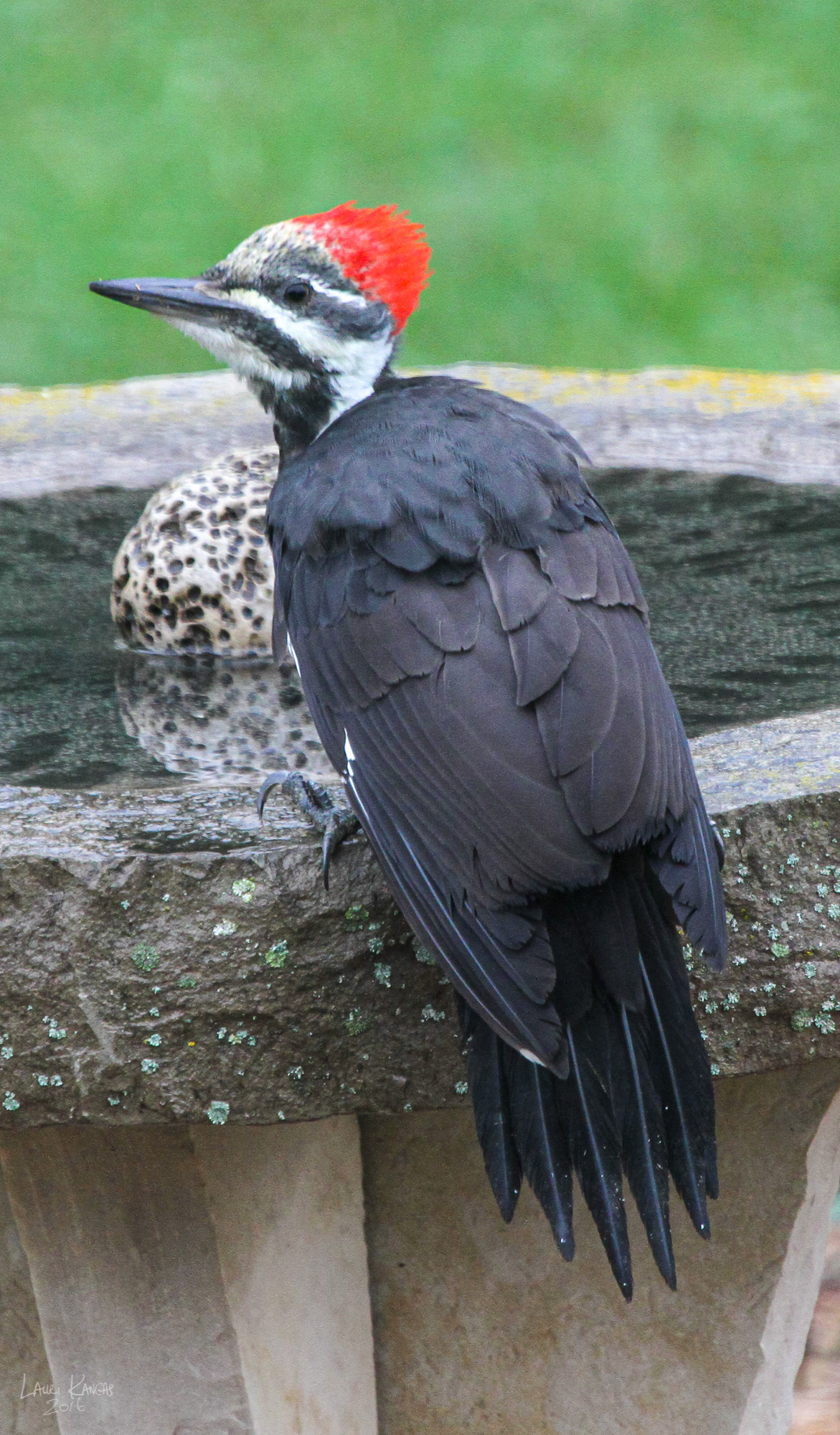 Pileated Woodpecker