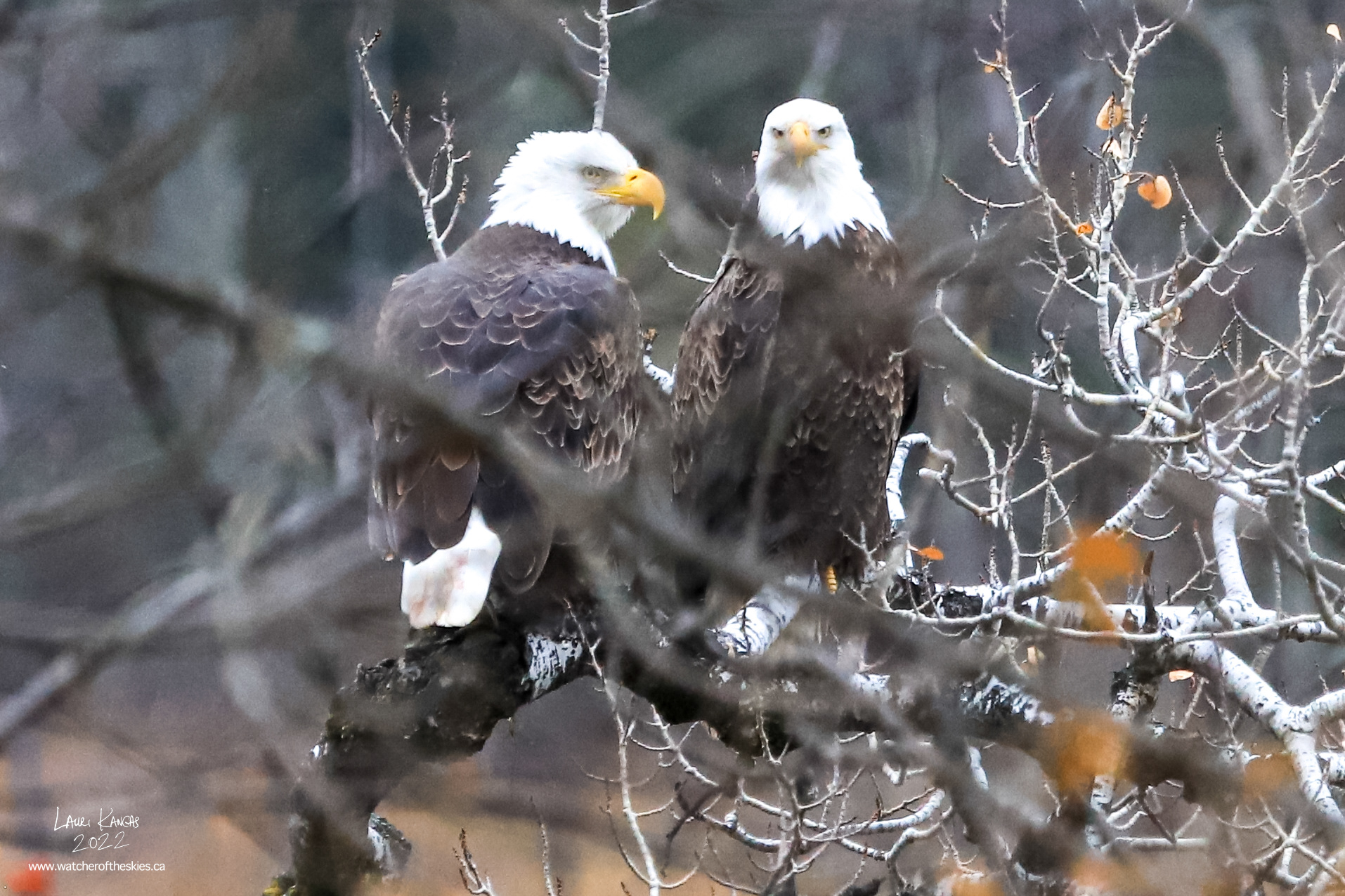 Mom and Dad Bald Eagles - November 6, 2022