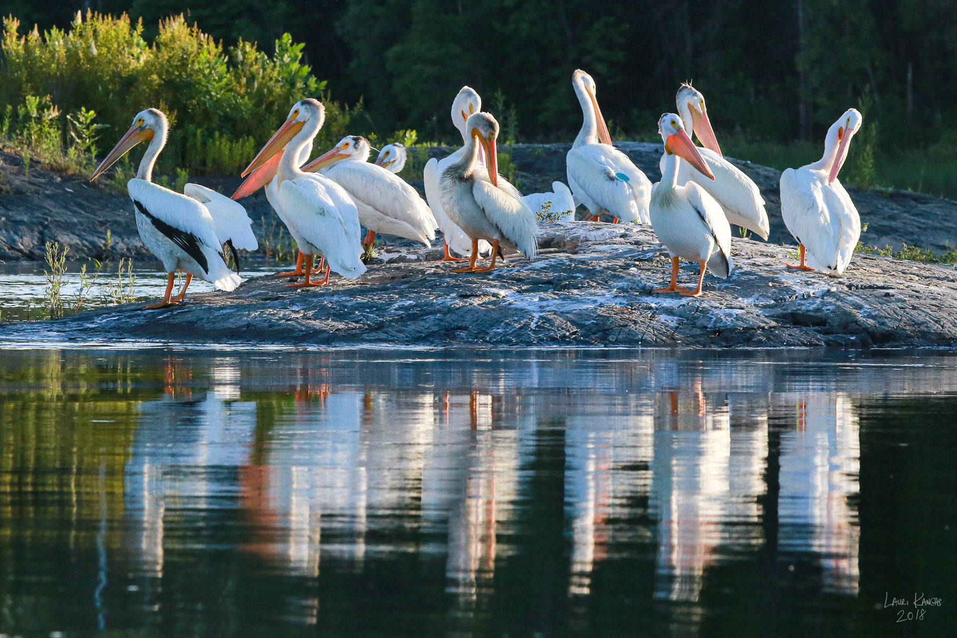 American White Pelicans