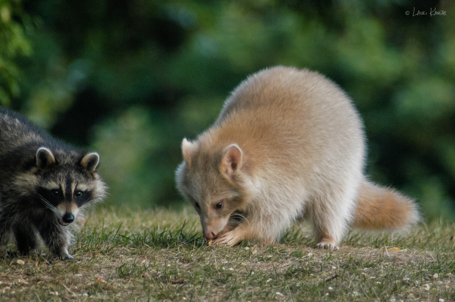 "Spirit" The Albino Raccoon