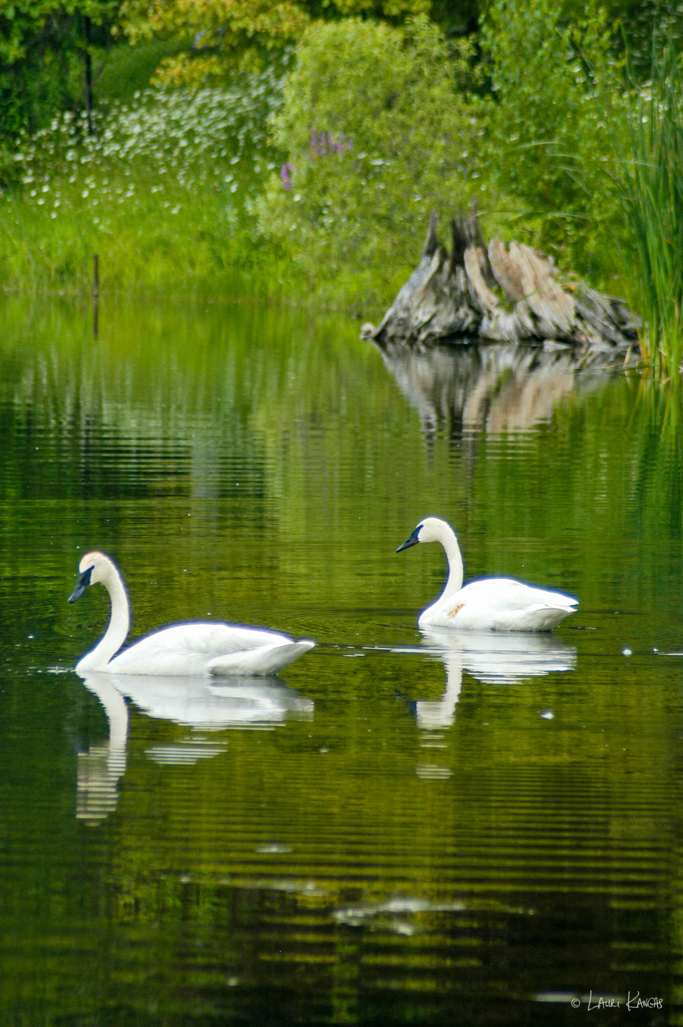 Trumpeter Swans