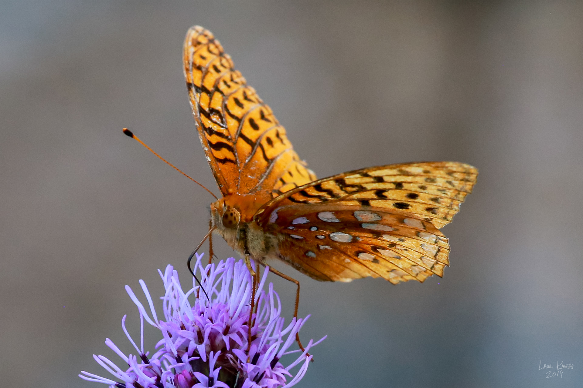 Fritallary Butterfly