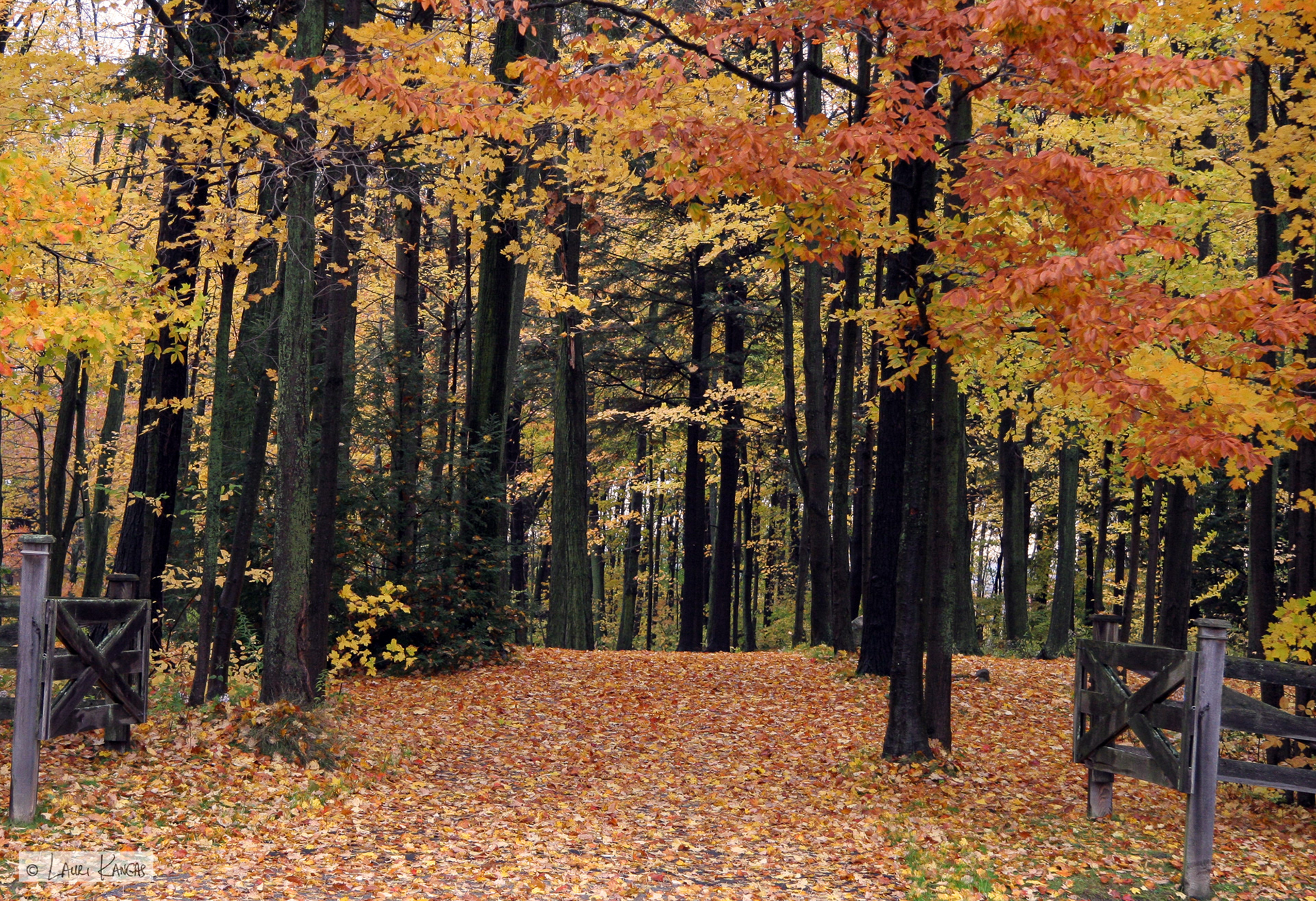 Autumn in Caledon, Ontario
