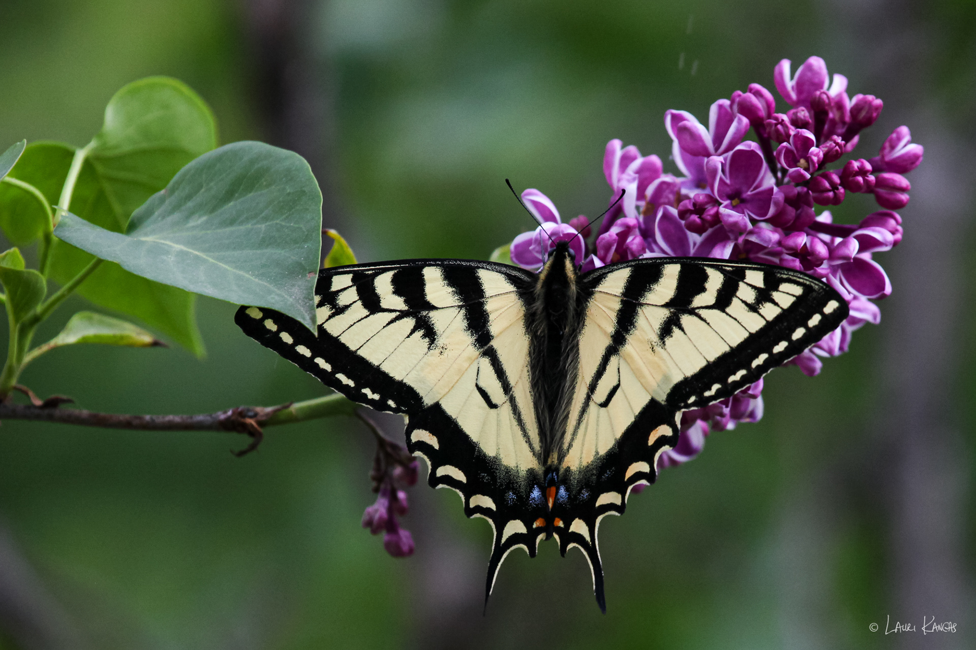 Yellow Swallowtail Butterfly