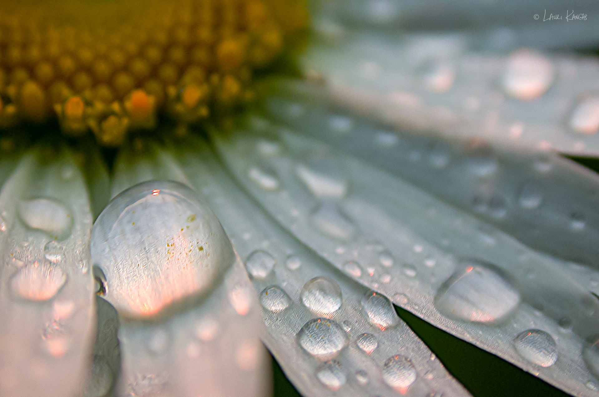 Raindrops on a daisy