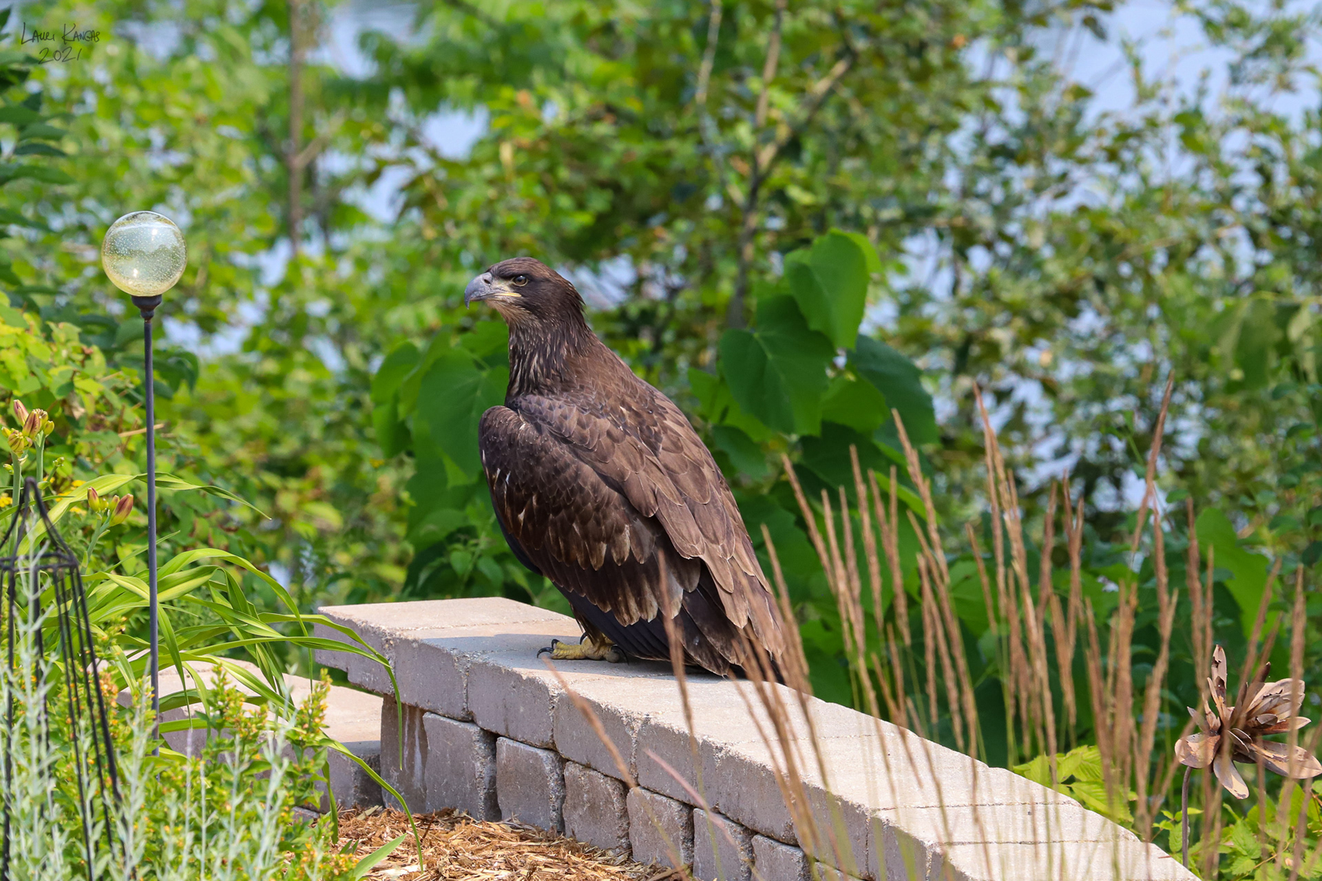 Recently Fledged 2021 Immature Bald Eagle - July 17, 2021