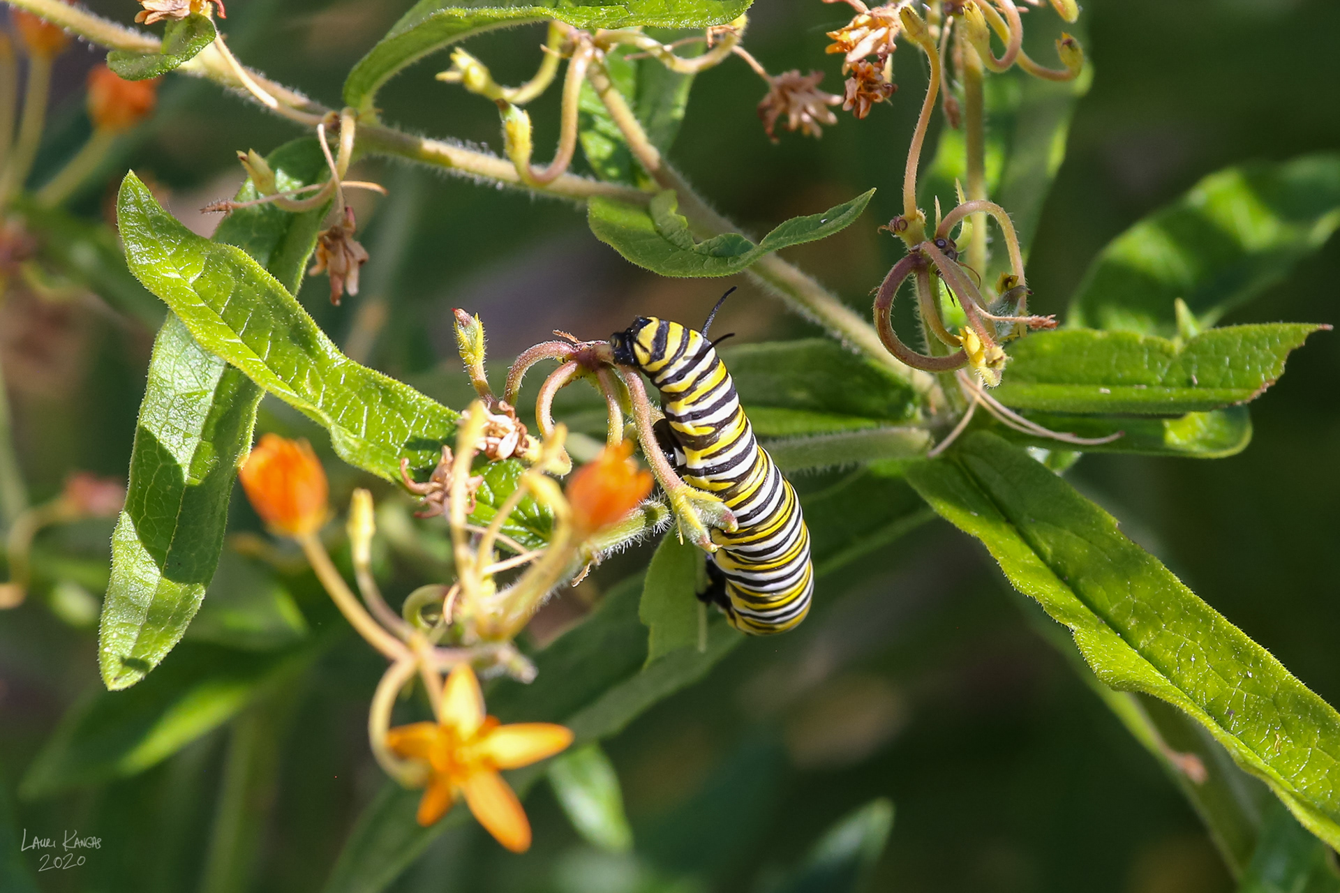 Monarch Caterpillar