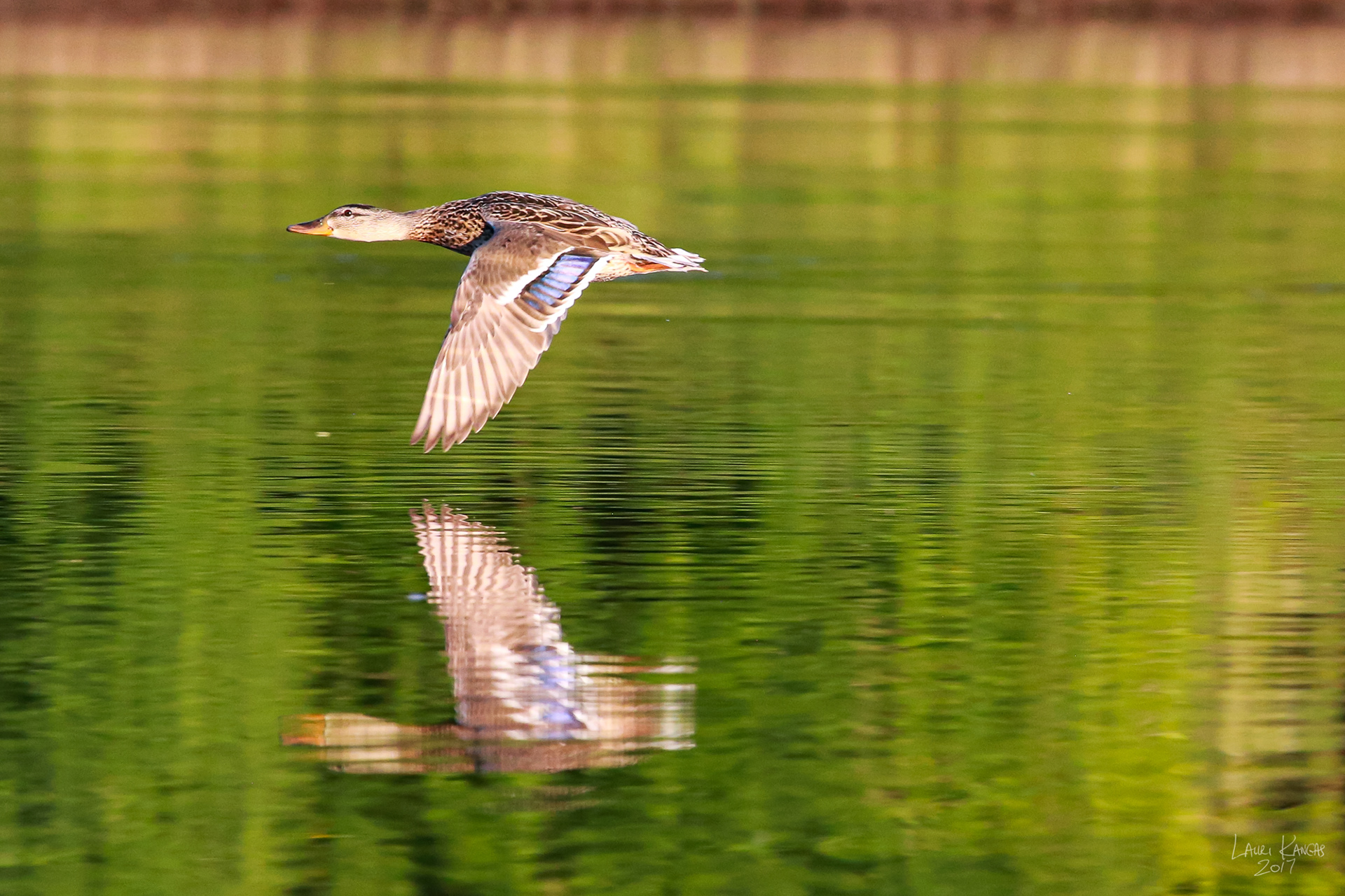 Male Mallard Duck