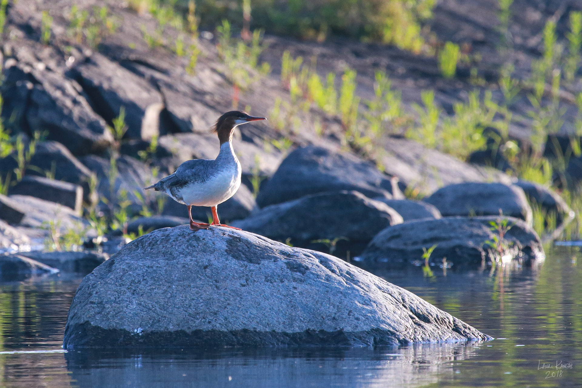 Common Merganser