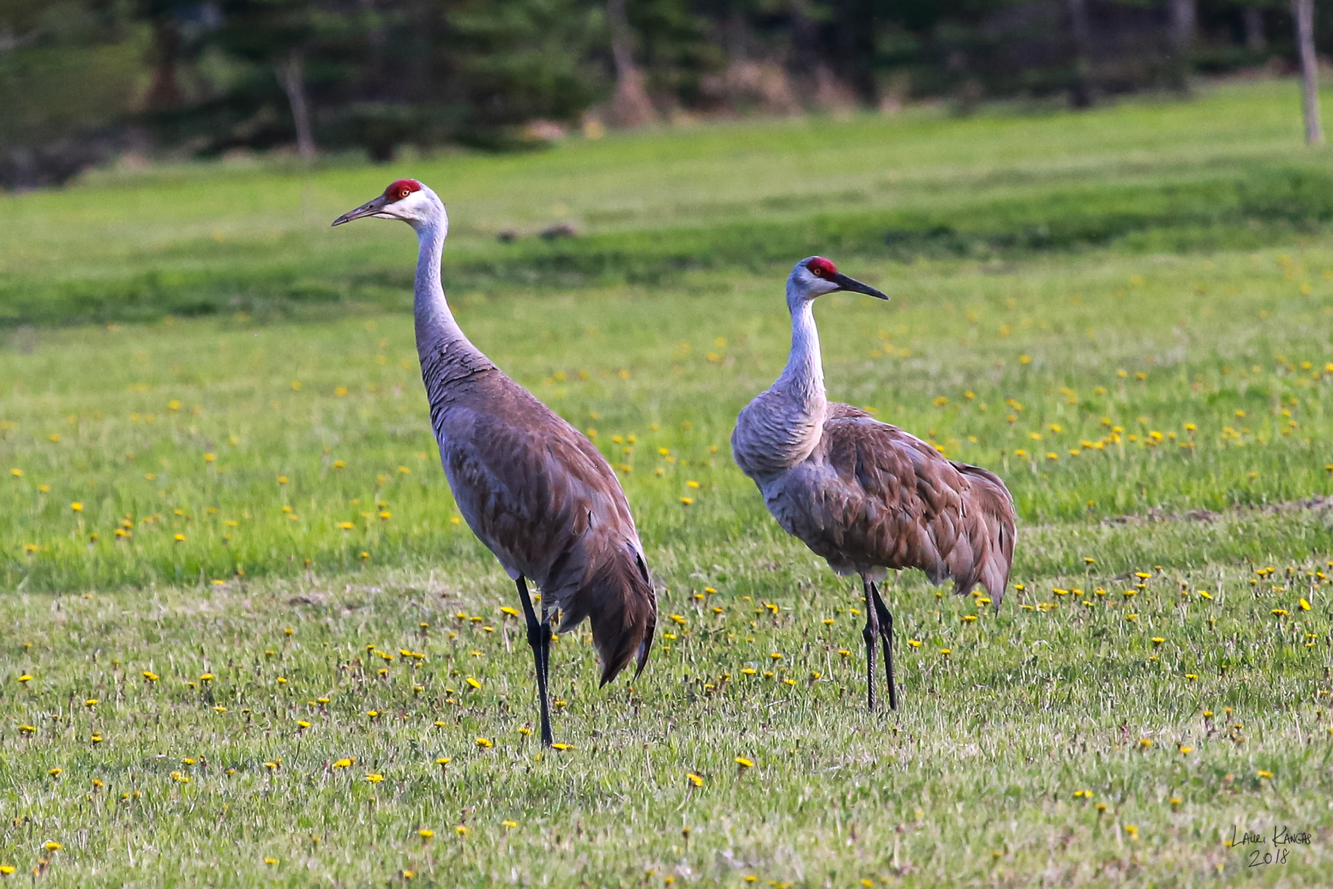 Sandhill Cranes