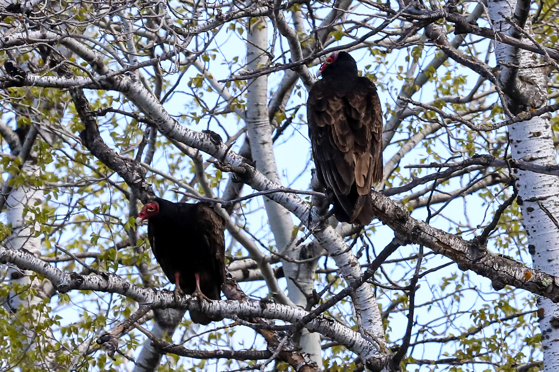 Turkey Vultures