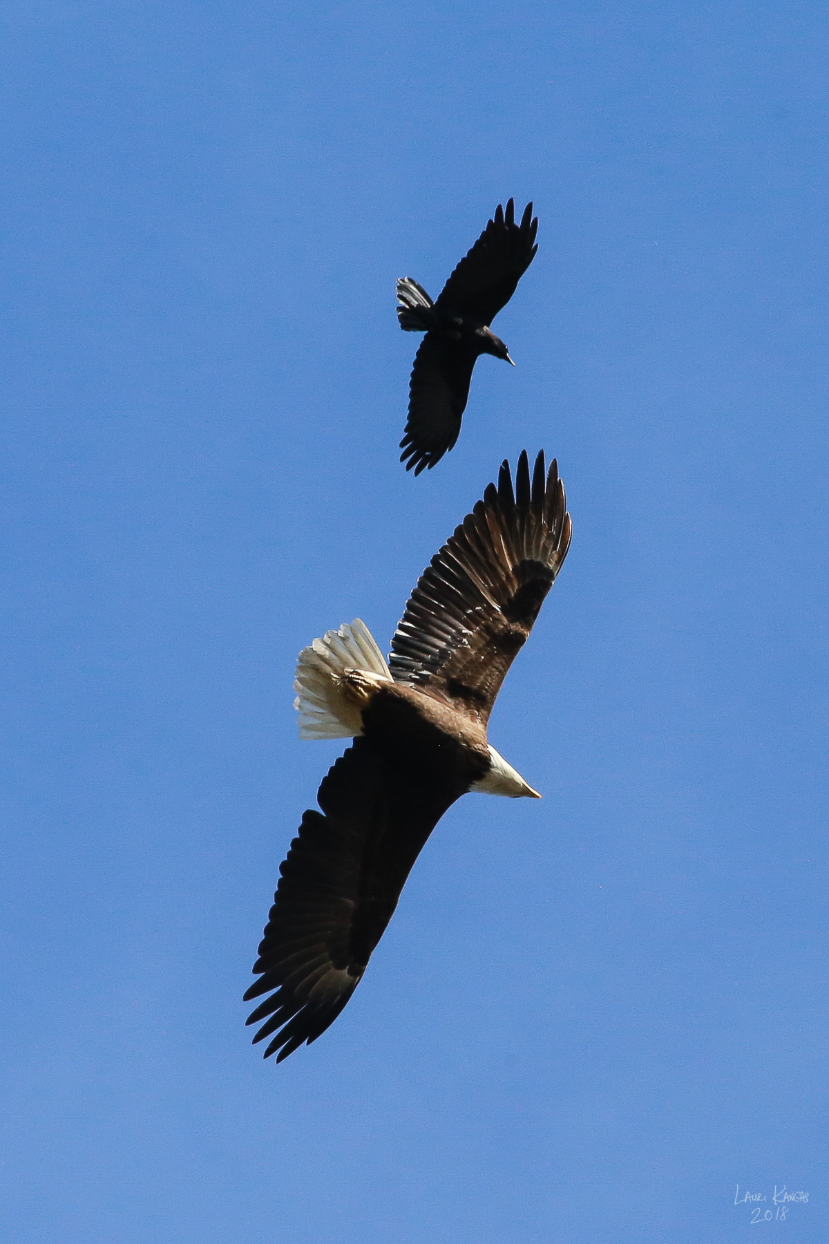 Adult and Crow - 2018