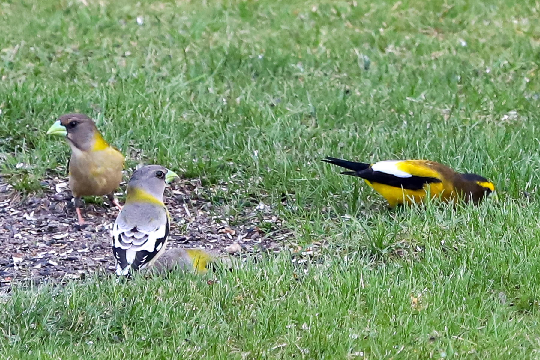 Female and Male Evening Grosbeaks