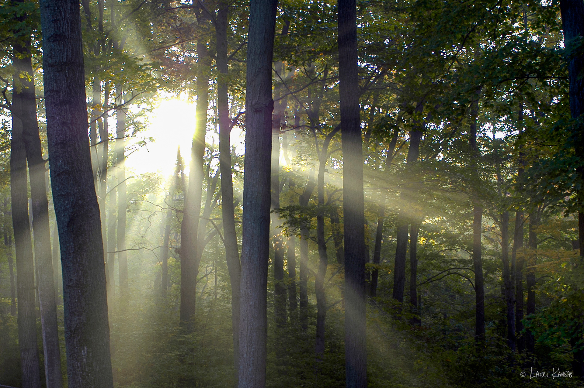 Summer Morning in Caledon