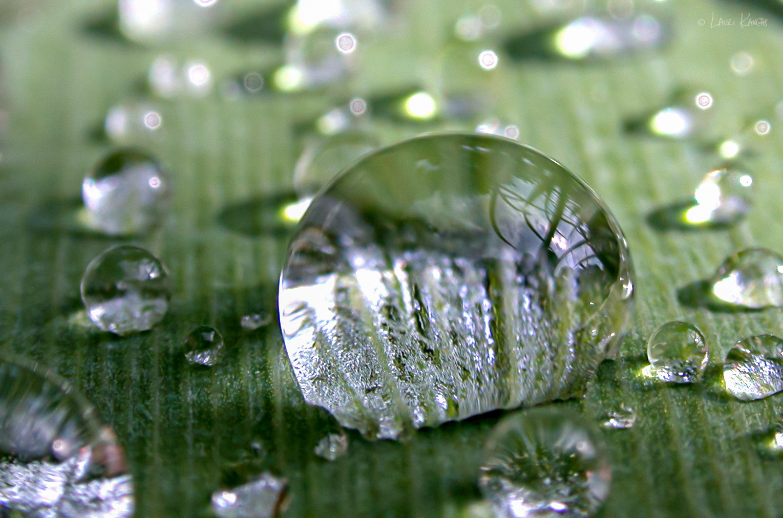 Raindrops