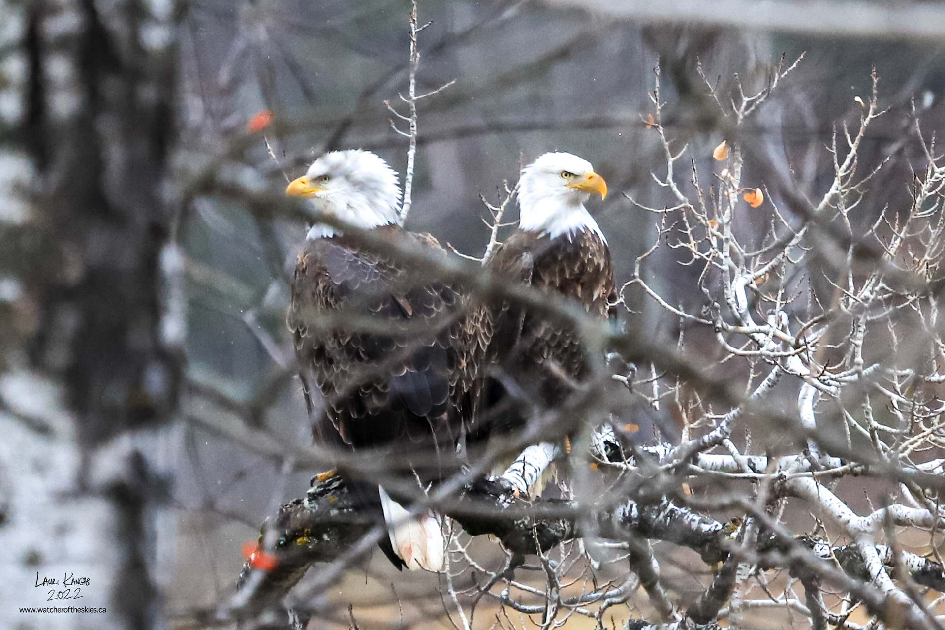 Mom and Dad Bald Eagles - November 6, 2022
