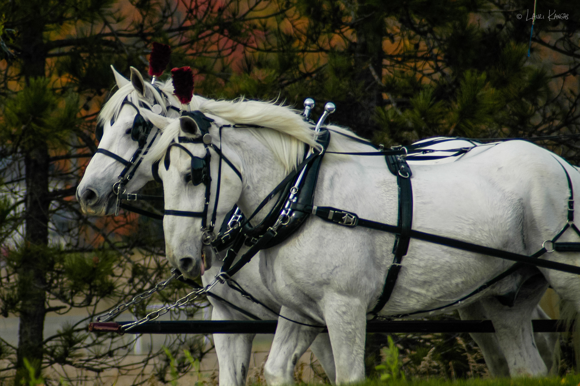 Caledon Country Road in October