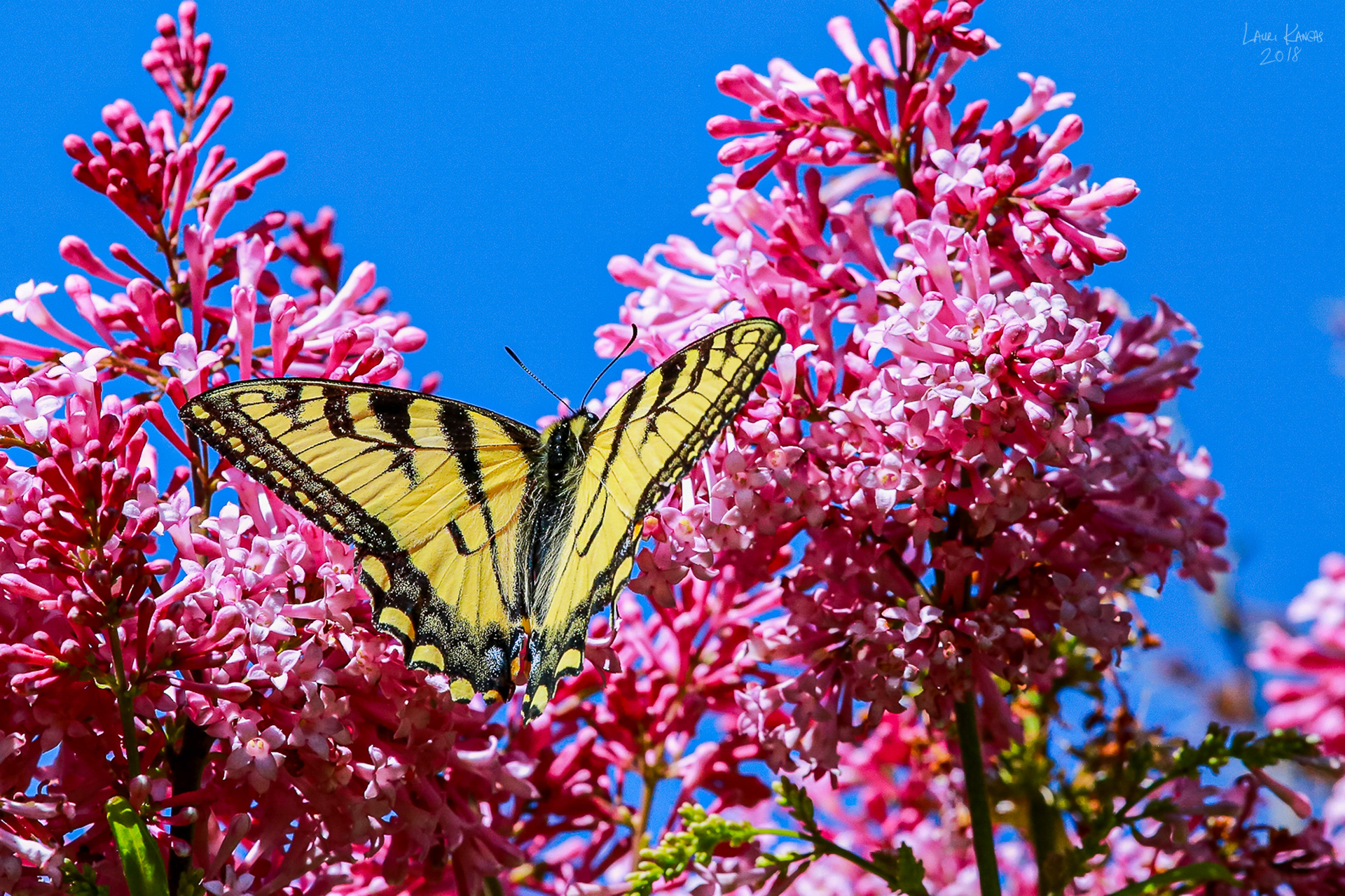 Yellow Swallowtail Butterfly