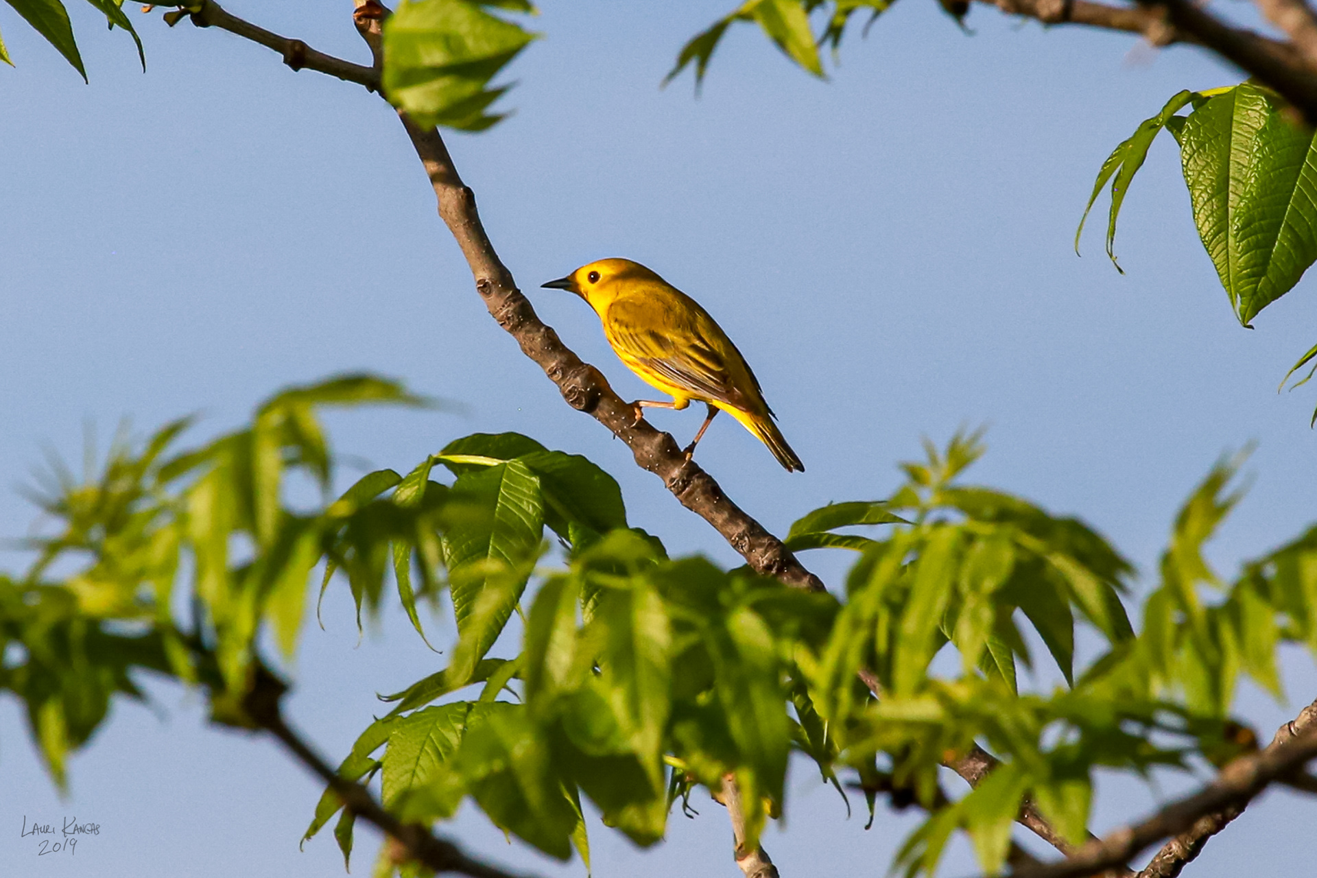 Yellow Warbler