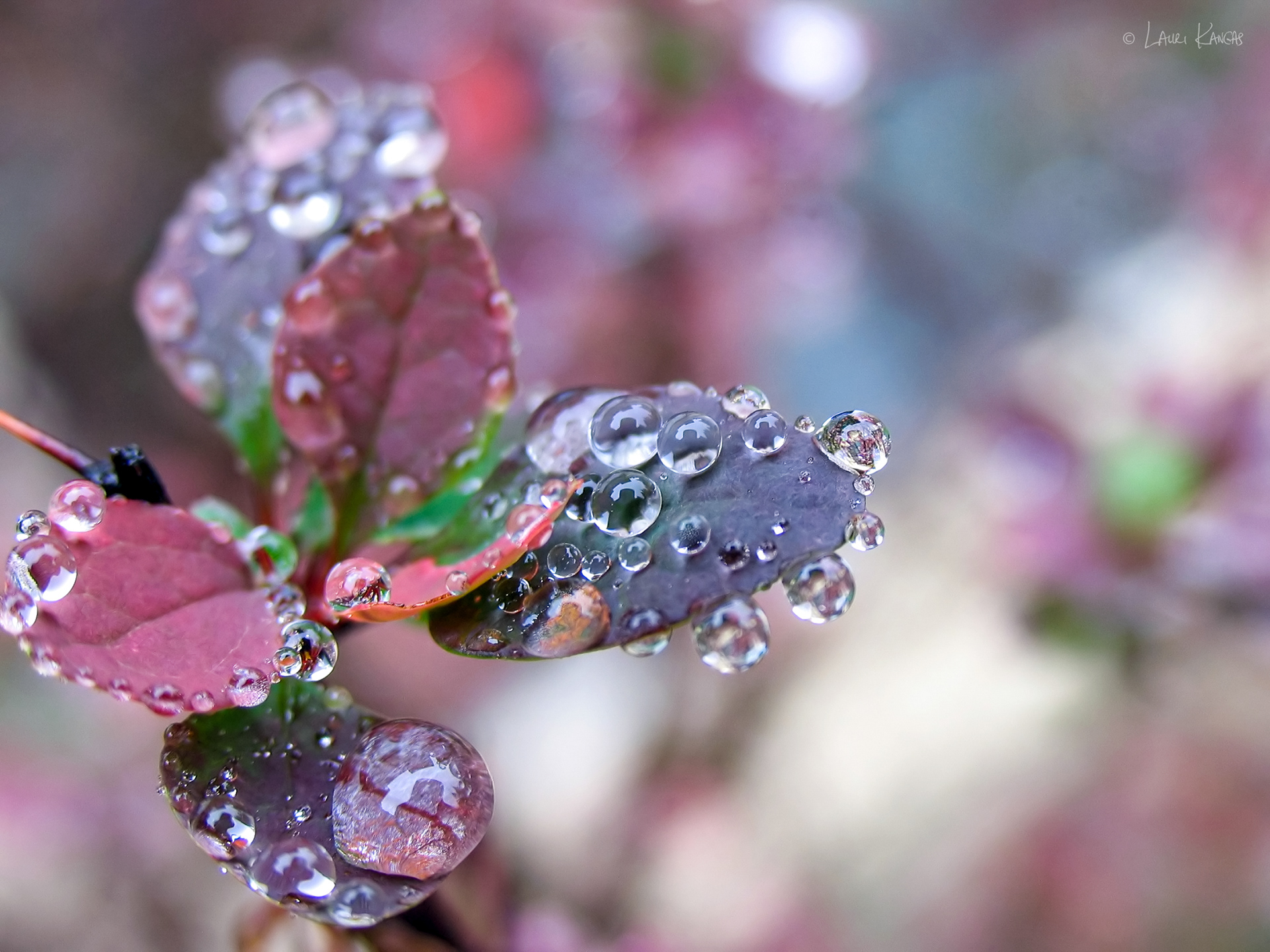 Raindrops