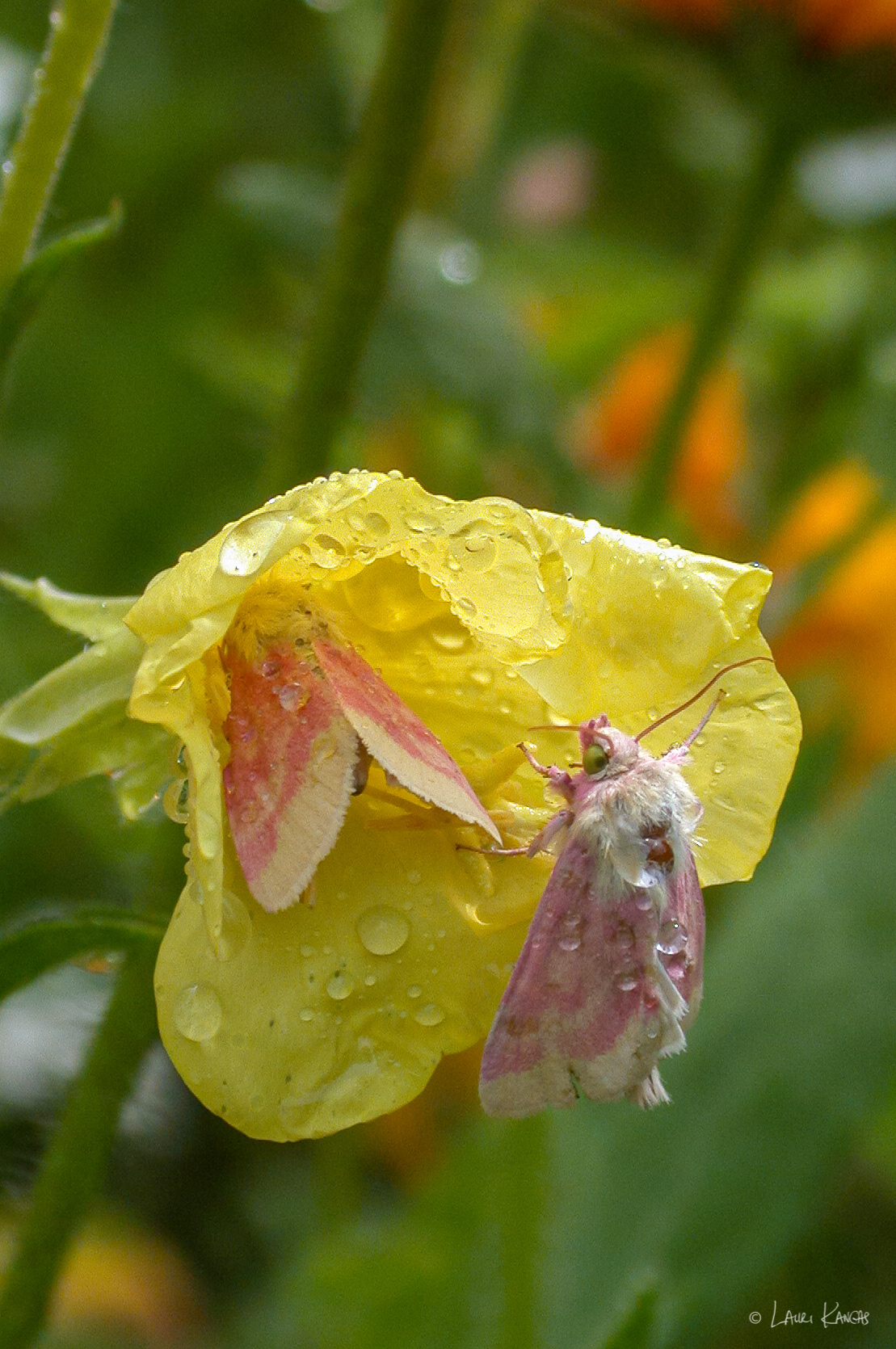 Pink Moths after the Rain