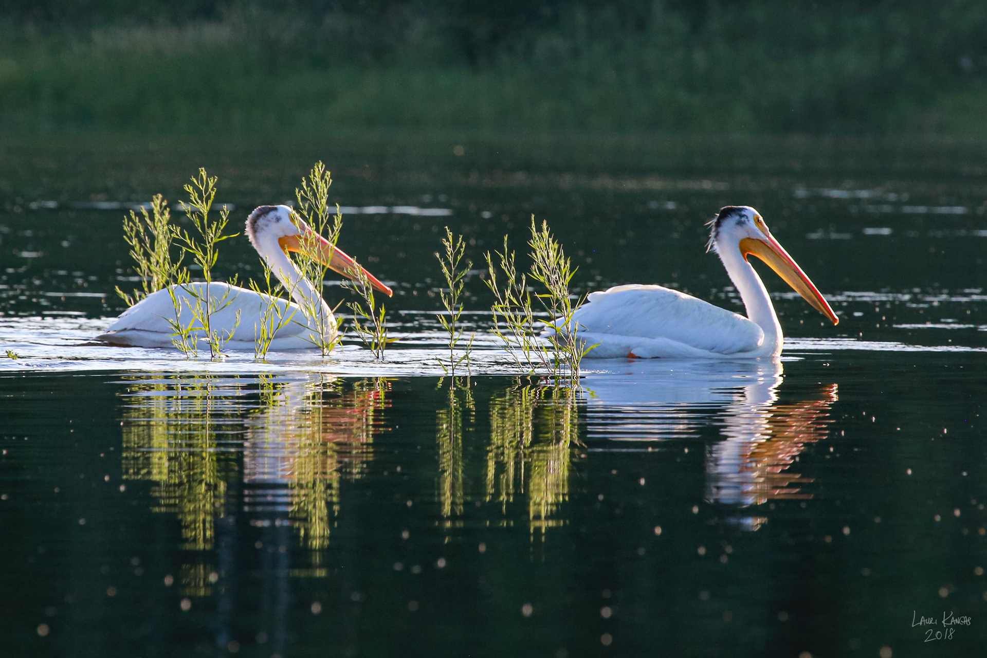American White Pelicans