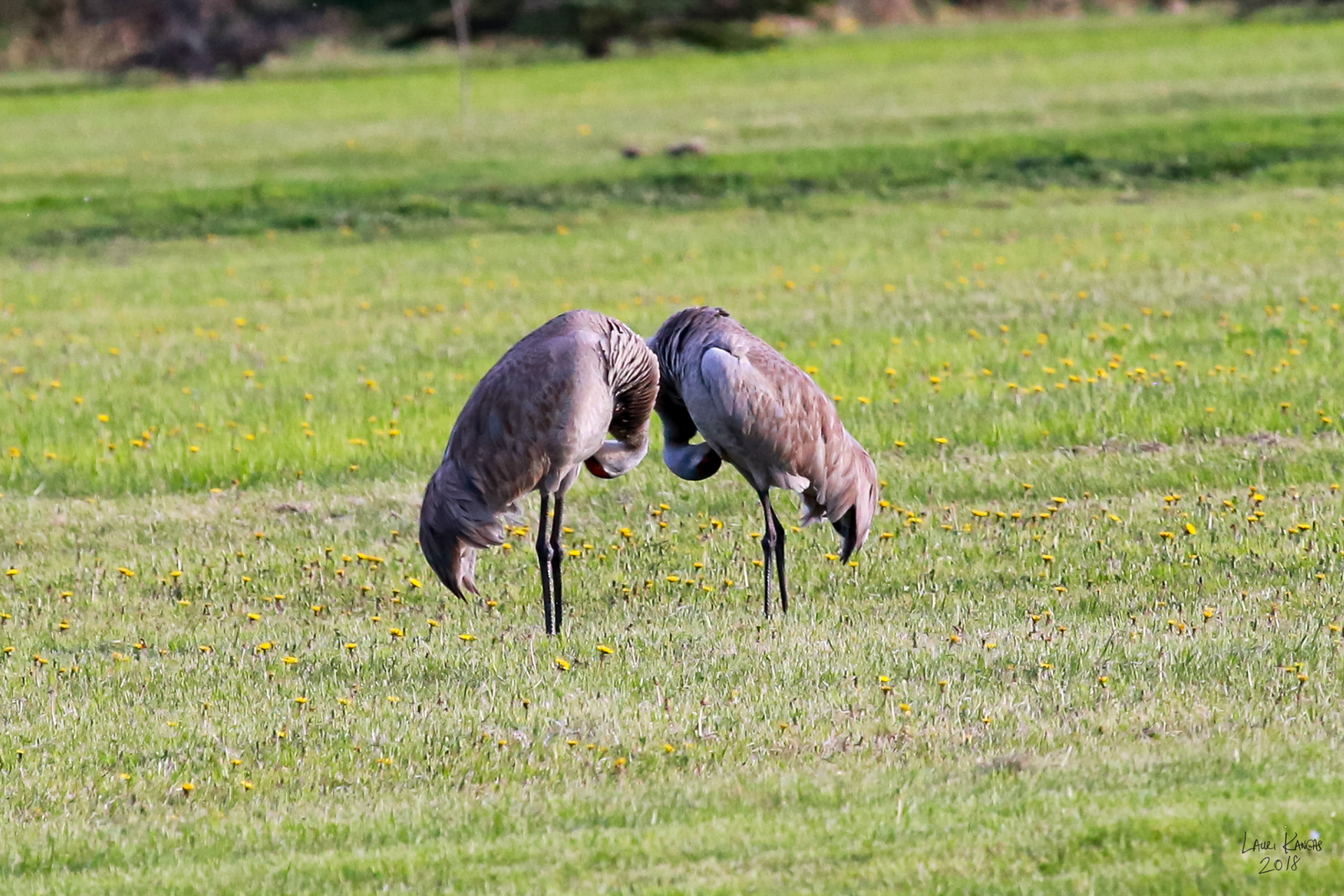 Sandhill Cranes
