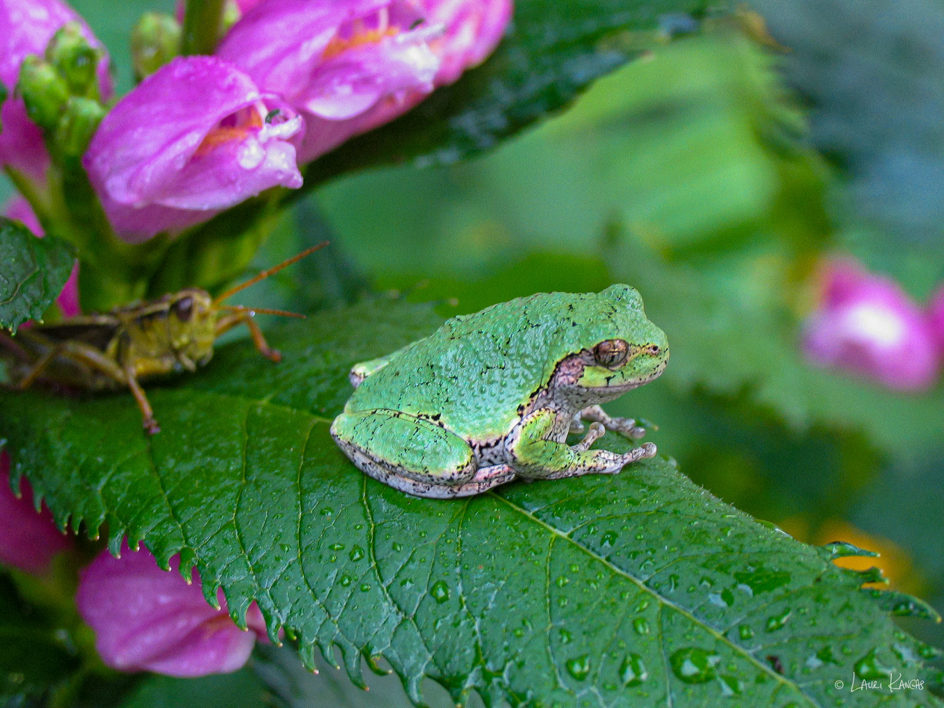 Grasshopper and Tree Frog