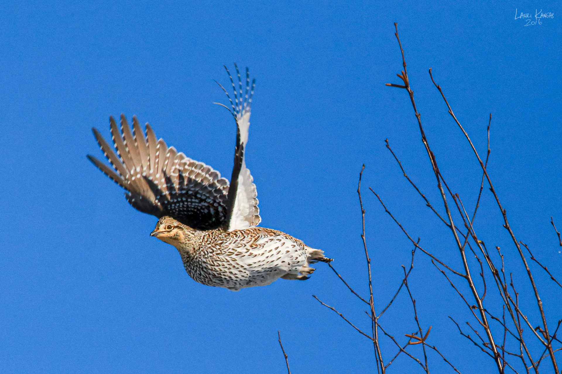 Sharp-Tailed Grouse