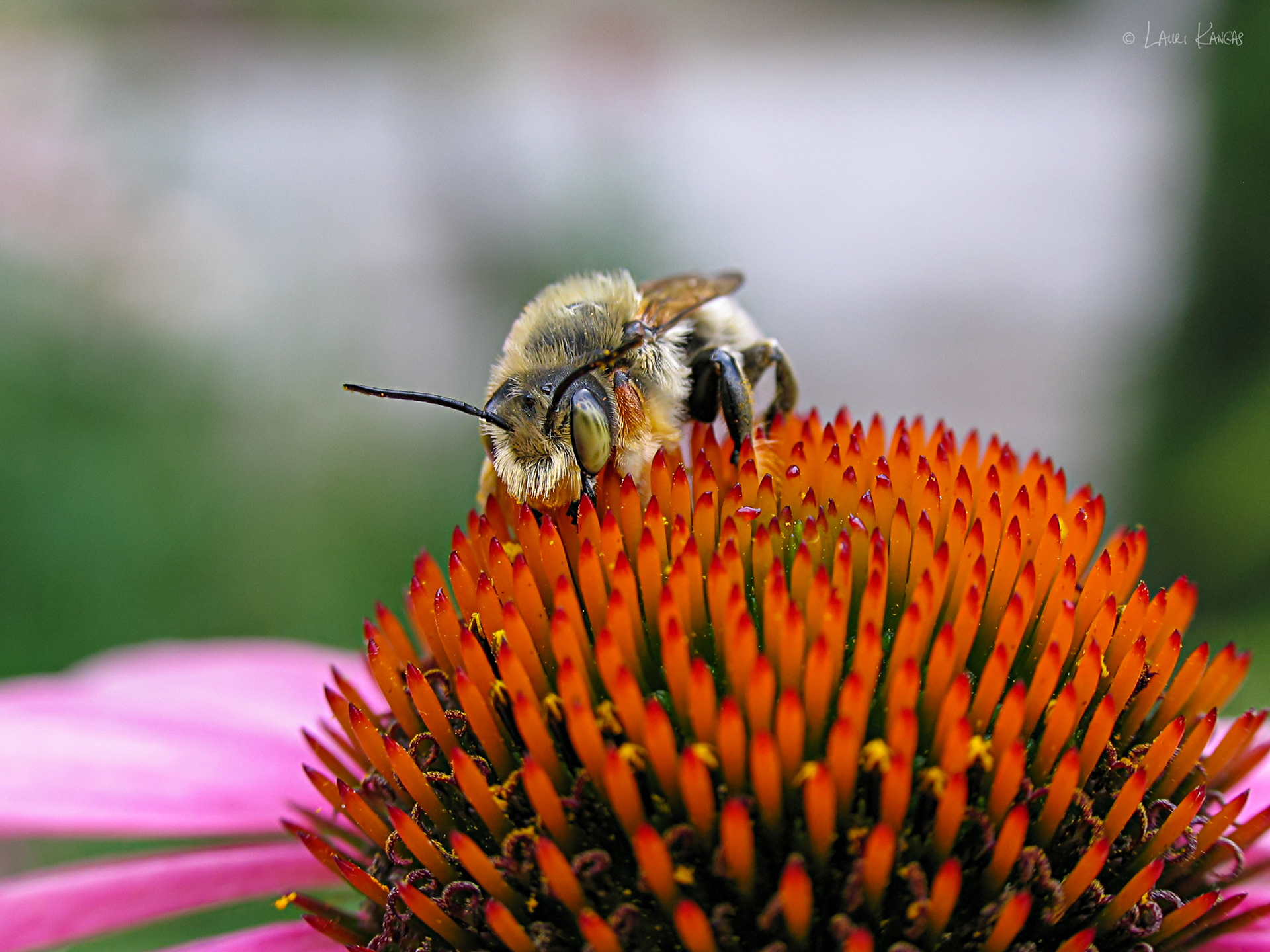 Bee and Coneflower