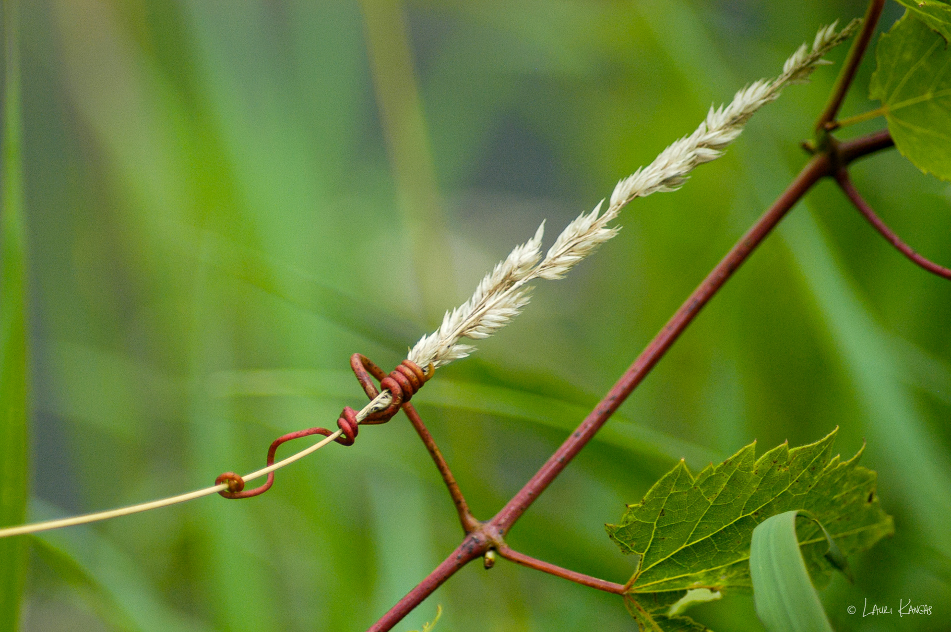 Nature's Little Surprises