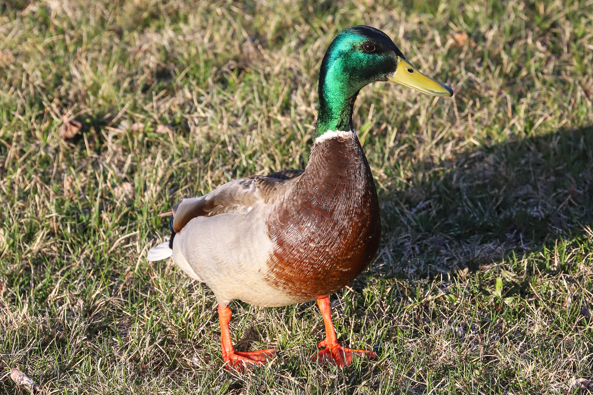 Male Mallard Duck