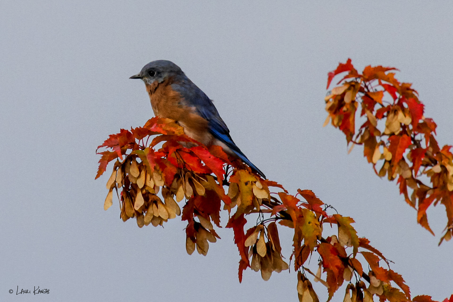Eastern Bluebird (with orange throat)