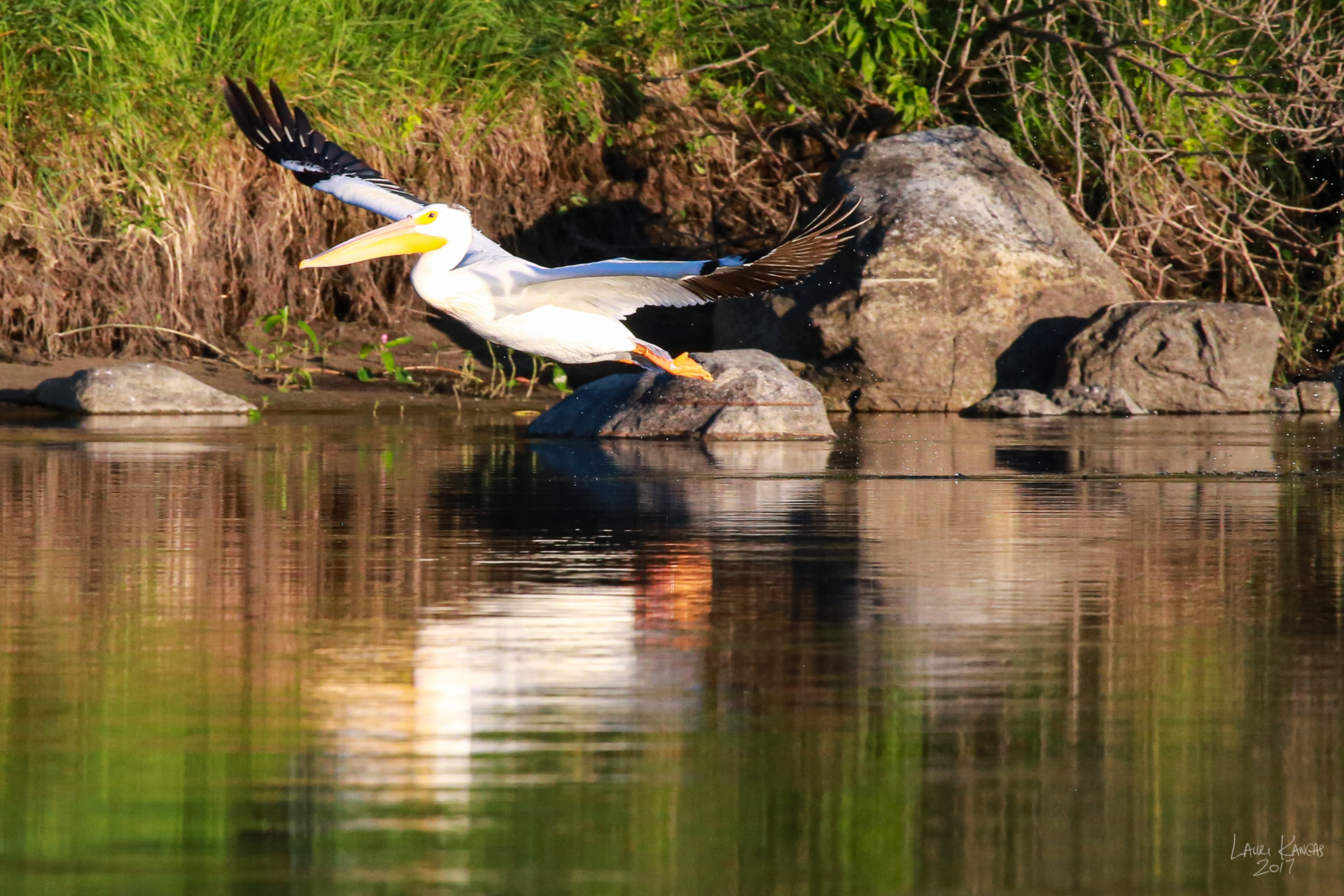 American White Pelican