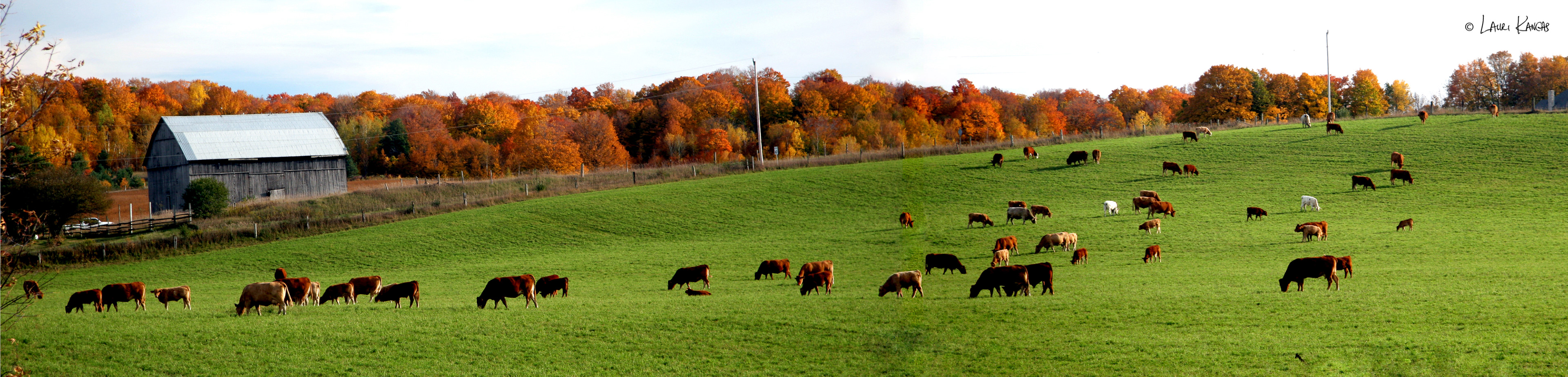 An October Day in Caledon