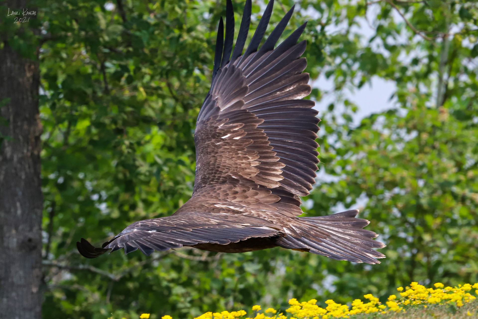 Recently Fledged 2021 Immature Bald Eagle - July 17, 2021