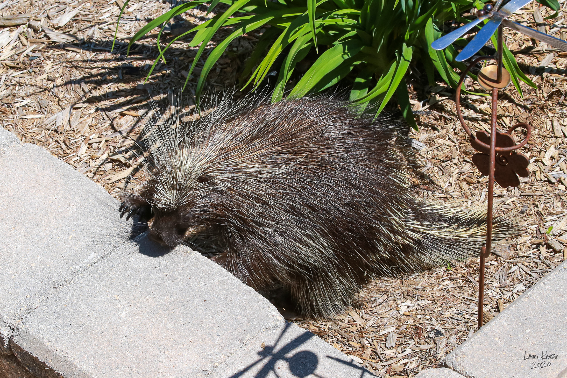 A Rare Porcupine Visitor