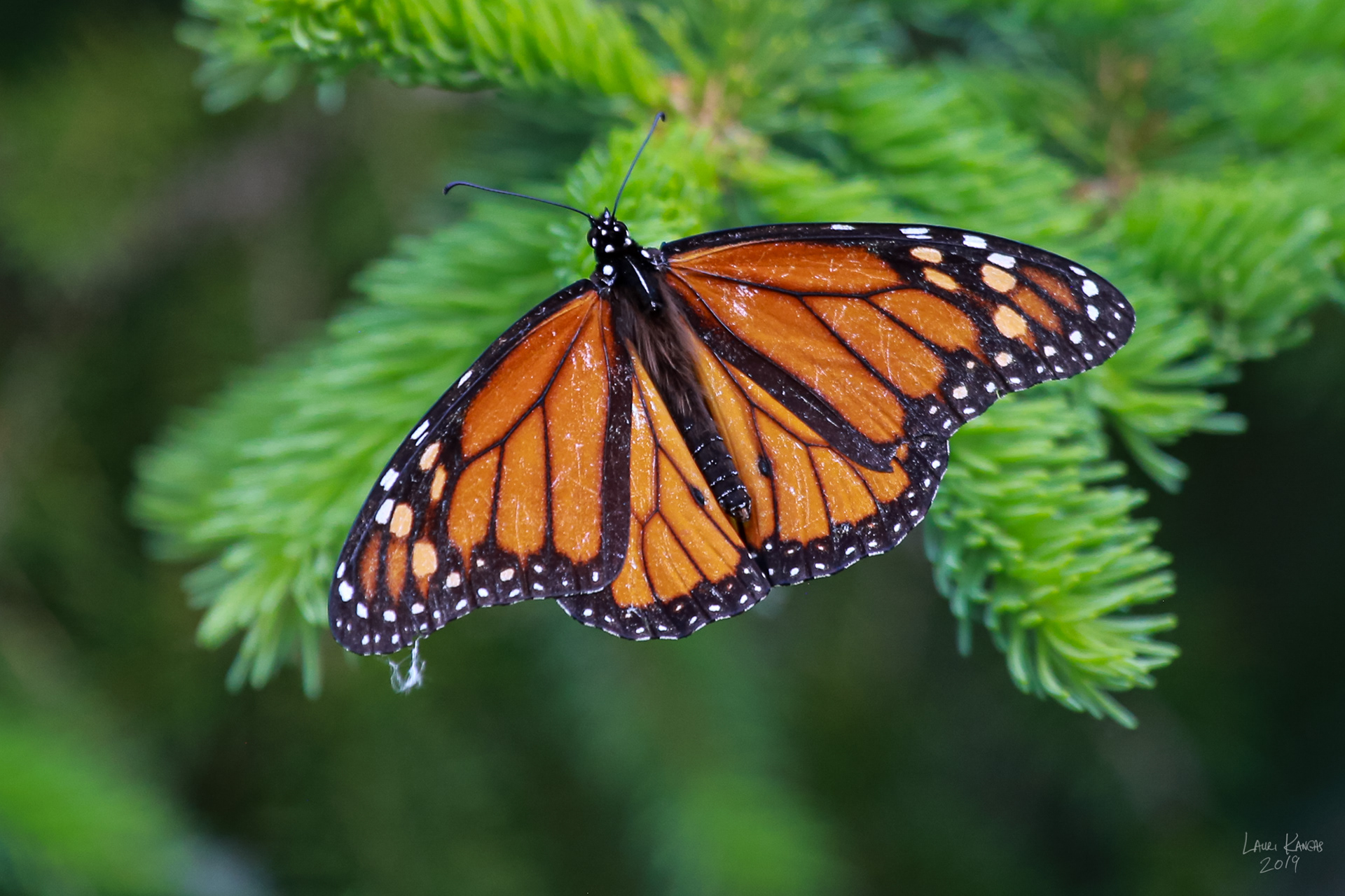 Monarch Butterfly